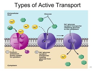 Types of Active Transport




                            Figure 3.11
 