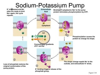 +    6
                 Sodium-Potassium Pump
    K is released and Na+               Extracellular   Binding1of cytoplasmic Na+ to the pump
    sites are ready to bind                 fluid       protein stimulates phosphorylation by ATP.
    Na+ again; the cycle
    repeats.




                                         Cytoplasm




                                                                              2
                                                                                    Phosphorylation causes the
                                                                                    protein to change its shape.


                                 Concentration gradients
                                 of K+ and Na+




                                                                      3
             5
                                                                          The shape change expels Na+ to the
Loss of phosphate restores the                                            outside, and extracellular K+ binds.
original conformation of the       4
pump protein.
                                 K+ binding triggers release of the
                                 phosphate group.
                                                                                                         Figure 3.10
 