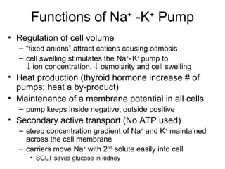Functions of Na -K Pump          +   +

• Regulation of cell volume
  – “fixed anions” attract cations causing osmosis
  – cell swelling stimulates the Na+- K+ pump to
    ↓ ion concentration, ↓ osmolarity and cell swelling
• Heat production (thyroid hormone increase # of
  pumps; heat a by-product)
• Maintenance of a membrane potential in all cells
  – pump keeps inside negative, outside positive
• Secondary active transport (No ATP used)
  – steep concentration gradient of Na+ and K+ maintained
    across the cell membrane
  – carriers move Na+ with 2nd solute easily into cell
     • SGLT saves glucose in kidney
 