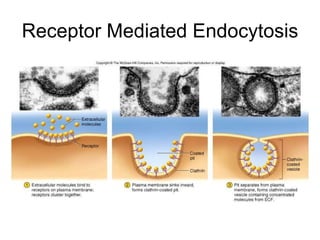 Receptor Mediated Endocytosis
 