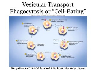 Vesicular Transport
Phagocytosis or “Cell-Eating”




Keeps tissues free of debris and infectious microorganisms.
 