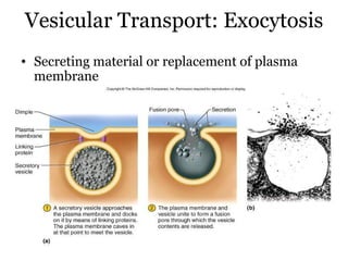 Vesicular Transport: Exocytosis
• Secreting material or replacement of plasma
  membrane
 