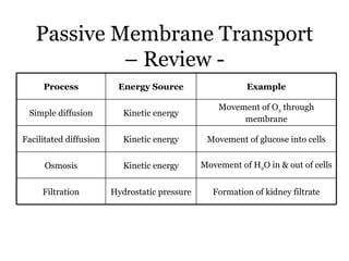 Passive Membrane Transport
            – Review -
     Process             Energy Source                    Example

                                                   Movement of O2 through
 Simple diffusion          Kinetic energy
                                                        membrane

Facilitated diffusion      Kinetic energy       Movement of glucose into cells


      Osmosis              Kinetic energy      Movement of H2O in & out of cells


     Filtration         Hydrostatic pressure      Formation of kidney filtrate
 