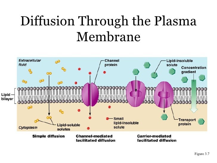 Example Of Simple Diffusion Across A Membrane