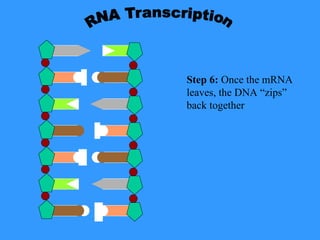 Replication Transcription Translation of DNA and RNA | PPT