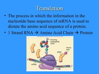 Translation Base Images Replication Transcription Translation of DNA and RNA | PPT