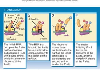 Replication Transcription Translation of DNA and RNA | PPT