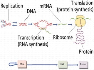 Replication Transcription Translation of DNA and RNA | PPT