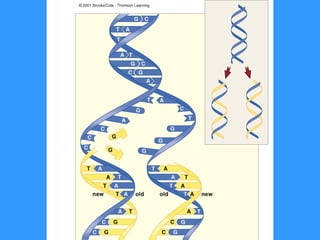 Replication Transcription Translation of DNA and RNA | PPT