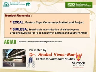 Murdoch University :

    ECCAL: Eastern Cape Community Arable Land Project
    SIMLESA: Sustainable Intensification of Maize-Legume
   Cropping Systems for Food Security in Eastern and Southern Africa


          Australian Centre for International Agricultural Research




                        Presented by
                        Dr. Anabel Vivas-Marfisi
                                 Centre for Rhizobium Studies
 