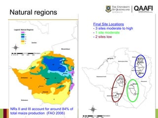 Natural regions
                                           Final Site Locations
                                           - 3 sites moderate to high
                                           - 1 site moderate
                                           - 2 sites low




NRs II and III account for around 84% of
total maize production (FAO 2006)
 