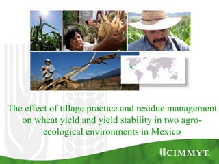 The effect of tillage practice and residue management
   on wheat yield and yield stability in two agro-
         ecological environments in Mexico
 