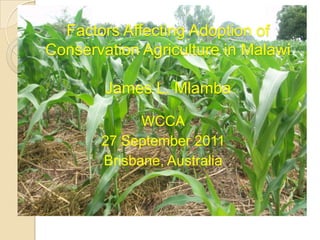 Factors Affecting Adoption of
Conservation Agriculture in Malawi

        James L. Mlamba

             WCCA
       27 September 2011
       Brisbane, Australia
 