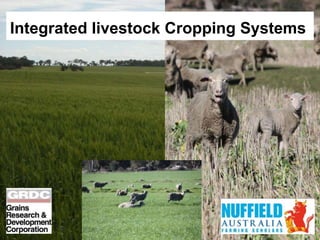 Integrated livestock Cropping Systems  