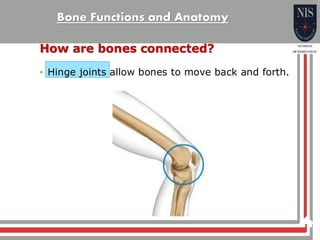 Bone function and anatomy general science | PDF
