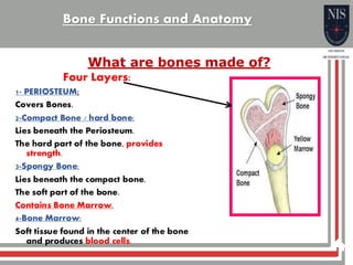 Bone function and anatomy general science | PDF