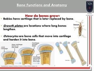 Bone function and anatomy general science | PDF