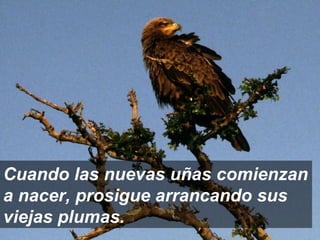 Cuando las nuevas uñas comienzan a nacer, prosigue arrancando sus viejas plumas. 