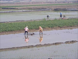 Spring Farming in Southern Taiwan