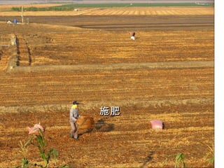 Spring Farming in Southern Taiwan