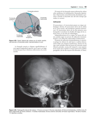 Fontanela anterior
Fontanela
esfenoidal
Hueso
timpánico
Fontanela
mastoidea
Fontanela
posterior
IGURA   Visión lateral del cráneo en el recién nacido.
Las suturas y fontanelas están representadas en azul.
IGURA   Radiografía lateral del cráneo. 1) Sutura coronal. 2) Surcos vasculares. 3) Sutura lambdoidea. 4) Silla turca. 5)
Seno esfenoidal. 6) Techo orbitario. 7) Celdas mastoideas. 8) Arco anterior del atlas. 9) Hueso cigomático. 10) Seno maxilar.
11) Apófisis condilar.
La fontanela anterior se dispone superficialmente al
seno sagital (longitudinal superior), por lo que es un lugar
de elección para hacer infusiones endovenosas a los recién
nacidos.
El examen de las fontanelas aporta información valiosa
sobre problemas de deshidratación (fontanelas deprimi-
das) e hipertensión craneal (fontanelas abombadas) y per-
miten controlar el desarrollo óseo del niño (tiempo que
tardan en cerrarse).
Osificación
El neurocráneo y el viscerocráneo poseen un origen em-
briológico distinto. El neurocráneo deriva de las células
de la cresta neural y del mesodermo paraxial (escleroto-
mo). El viscerocráneo deriva de los dos primeros arcos
branquiales (consultense los detalles del origen de los es-
bozos óseos en una obra de embriología).
Independientemente de su origen, los huesos del crá-
neo, pueden seguir un proceso de osificación intramem-
branosa o de osificación endocondral (condrocráneo).
El patrón de osificación intramembranosa se caracteri-
za porque los esbozos de cada hueso se osifican directa-
mente desde una maqueta membranosa. Dentro de este
tipo, están incluidos todos los huesos de la bóveda craneal
(frontal, parietales, escama del temporal y zona superior
de la escama del occipital), la mayor parte de las apófisis
pterigoides y de las alas mayores del esfenoides, el vómer,
#APÓTULO  Cráneo 
 