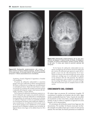 IGURA   Radiografía posteroanterior del cráneo. 1)
Seno frontal. 2) Fisura orbitaria superior. 3) Seno maxilar.
4) Cornete medio. 5) Cornete inferior. 6) Porción petrosa del
temporal. 7) Rama ascendente de la mandíbula.
IGURA   Radiografía posteroanterior de la cara (pro-
yección de Waters). 1) Seno frontal. 2) Órbita. 3) Celdas et-
moidales. 4) Orificio infraorbitario. 5) Seno maxilar. 6) Dien-
te del axis. 7) Línea que marca la porción petrosa del
temporal.
el palatino, el nasal, el lagrimal, el cigomático, el maxilar
y la mandíbula.
El patrón de osificación endocondral se caracteriza
porque antes de la osificación el esbozo mesenquimatoso
del hueso se diferencia en cartílago que secundariamente
es sustituido por hueso. Dentro de estos huesos se inclu-
yen porción no escamosa del occipital, porciones petrosa
y mastoidea del temporal, cuerpo y alas menores del esfe-
noides, etmoides y cornete inferior.
En los huesos de osificación membranosa aparecen zo-
nas de osificación que ocupan una posición preferente-
mente central. Las zonas de osificación se extienden hacia
la zona periférica, de modo que las suturas son las últimas
en osificarse. El proceso se inicia en el período prenatal y
en el nacimiento los huesos están unidos por amplias su-
turas membranosas. La osificación de las suturas (cierre
de la sutura) progresa muy rápidamente en el período
posnatal, pero la soldadura completa entre los bordes de
algunos huesos tiene lugar en los adultos hacia los 30 ó
40 años.
En los huesos de osificación endocondral, las ma-
quetas cartilaginosas de los huesos inician la osificación
por centros de osificación que aparecen a partir del se-
gundo o tercer mes de vida intrauterina. En el naci-
miento los huesos están representados por piezas óseas
unidas por cartílago que se va osificando con rapidez
en los primeros años de vida posnatal. No obstante,
puede considerarse, como excepción a la regla descrita,
que el cartílago del tabique nasal es una pieza cartilagi-
nosa del viscerocráneo que no completa nunca su osifi-
cación.
CRECIMIENTO DEL CRÁNEO
El cráneo sigue un proceso de crecimiento irregular. El
crecimiento es máximo en el primer año de vida y sigue
siendo considerable hasta los 7 años. A partir de esta edad,
el crecimiento se hace muy lento, excepto durante la pu-
bertad, en que el cráneo se expande en especial en la zona
frontal y en el viscerocráneo.
El crecimiento de la bóveda craneal tiene lugar por dos
mecanismos. Por un lado, los huesos crecen por sus bor-
des suturales sin osificar hasta que se inicia el cierre de las
suturas. Por otro lado, los huesos presentan un modelo de
 3ECCIØN ))) Aparato locomotor
 