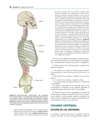 Cráneo
Esternón
Costilla
Hueso coxal
Cóccix
IGURA   Representación esquemática del esqueleto
axial. Visión lateral. Los diferentes segmentos de la colum-
na vertebral están representados en diferentes colores:
segmento cervical (rosa claro), segmento torácico (verde),
segmento lumbar (rosa oscuro) y segmento pélvico (amari-
llo). Nótese que se ha separado ligeramente el cráneo de la
columna vertebral.
rodea la médula protegiéndola. El arco neural presenta
habitualmente una proyección posterior (espina neural o
apófisis espinosa) y dos laterales (apófisis transversas) que
prestan inserción a los músculos segmentarios moviliza-
dores del esqueleto axial. Las costillas se forman como
elementos asociados a las vértebras con el fin de incre-
mentar las zonas de inserción muscular y, por tanto, la
movilidad (aunque inicialmente aparecieron costillas dor-
sales y ventrales, las costillas de los tetrápodos derivan de
las primitivas costillas dorsales). Cuando en el curso de la
evolución se pasa de la respiración branquial a la pulmo-
nar, los esbozos costales se especializan en la movilidad
del tórax, quedando en el resto de segmentos de la colum-
na vertebral como accidentes óseos rudimentarios. Este
cambio tiene la ventaja adicional que permite incremen-
tar los grados de movilidad de la cabeza con respecto a la
columna vertebral. Por otro lado, al pasar de la vida acuá-
tica a la vida terrestre, y asociado al desarrollo de las extre-
midades, la columna vertebral sufre un proceso de adap-
tación a nuevas necesidades mecánicas y en la zona de
implantación de las extremidades inferiores (segmento
sacro) las vértebras pierden movilidad, fusionándose unas
con otras para formar una pieza ósea única que distribuye
la carga mecánica hacia las extremidades. A continuación
del segmento sacro se dispone el segmento caudal de la
columna vertebral. El número de vértebras de este seg-
mento varía enormemente entre especies, y en el hombre
persiste como un segmento rudimentario, representado
por una pieza ósea, el cóccix, que resulta de la fusión de 3
a 5 vestigios de vértebras.
En este y en los siguientes capítulos se analizará el apa-
rato locomotor del tronco y el cuello (huesos, articulacio-
nes y músculos) bajo criterios funcionales y topográficos.
A) Desde el punto de vista funcional se analizarán los
siguientes aspectos:
1. El estudio de la columna vertebral como elemento
de sustentación y como estructura móvil del tronco y el
cuello.
2. El anclaje de la columna vertebral en el cinturón
pélvico.
3. La unión entre columna vertebral y cráneo.
4. La conformación anatómica del tórax y el análisis de
su movilidad.
Los aspectos funcionales de la unión del tronco a las
extremidades se analizarán en los capítulos dedicados al
estudio del aparato locomotor de las extremidades.
B) Desde el punto de vista topográfico, el estudio de
los elementos del aparato locomotor del tronco va a per-
mitir establecer cuatro grandes regiones anatómicas: el
cuello, el tórax, el abdomen y la pelvis, cuyas paredes están
constituidas por huesos y por músculos.
COLUMNA VERTEBRAL
ESTUDIO DE LAS VÉRTEBRAS
La columna vertebral constituye el esqueleto axial del
tronco y del cuello. Se sitúa a lo largo del plano sagital en
 3ECCIØN ))) Aparato locomotor
 