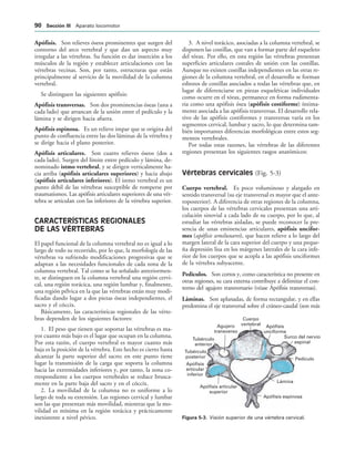 Cuerpo
vertebral Apófisis
unciforme
Surco del nervio
espinal
Lámina
Apófisis espinosa
Apófisis articular
superior
Apófisis
articular
inferior
Tubérculo
posterior
Tubérculo
anterior
Agujero
transverso
Pedículo
IGURA   Visión superior de una vértebra cervical.
Apófisis. Son relieves óseos prominentes que surgen del
contorno del arco vertebral y que dan un aspecto muy
irregular a las vértebras. Su función es dar inserción a los
músculos de la región y establecer articulaciones con las
vértebras vecinas. Son, por tanto, estructuras que están
principalmente al servicio de la movilidad de la columna
vertebral.
Se distinguen las siguientes apófisis:
Apófisis transversas. Son dos prominencias óseas (una a
cada lado) que arrancan de la unión entre el pedículo y la
lámina y se dirigen hacia afuera.
Apófisis espinosa. Es un relieve impar que se origina del
punto de confluencia entre las dos láminas de la vértebra y
se dirige hacia el plano posterior.
Apófisis articulares. Son cuatro relieves óseos (dos a
cada lado). Surgen del límite entre pedículo y lámina, de-
nominado istmo vertebral, y se dirigen verticalmente ha-
cia arriba (apófisis articulares superiores) y hacia abajo
(apófisis articulares inferiores). El istmo vertebral es un
punto débil de las vértebras susceptible de romperse por
traumatismos. Las apófisis articulares superiores de una vér-
tebra se articulan con las inferiores de la vértebra superior.
CARACTERÍSTICAS REGIONALES
DE LAS VÉRTEBRAS
El papel funcional de la columna vertebral no es igual a lo
largo de todo su recorrido, por lo que, la morfología de las
vértebras va sufriendo modificaciones progresivas que se
adaptan a las necesidades funcionales de cada zona de la
columna vertebral. Tal como se ha señalado anteriormen-
te, se distinguen en la columna vertebral una región cervi-
cal, una región torácica, una región lumbar y, finalmente,
una región pélvica en la que las vértebras están muy modi-
ficadas dando lugar a dos piezas óseas independientes, el
sacro y el cóccix.
Básicamente, las características regionales de las vérte-
bras dependen de los siguientes factores:
1. El peso que tienen que soportar las vértebras es ma-
yor cuanto más bajo es el lugar que ocupan en la columna.
Por esta razón, el cuerpo vertebral es mayor cuanto más
baja es la posición de la vértebra. Este hecho es cierto hasta
alcanzar la parte superior del sacro; en este punto tiene
lugar la transmisión de la carga que soporta la columna
hacia las extremidades inferiores y, por tanto, la zona co-
rrespondiente a los cuerpos vertebrales se reduce brusca-
mente en la parte baja del sacro y en el cóccix.
2. La movilidad de la columna no es uniforme a lo
largo de toda su extensión. Las regiones cervical y lumbar
son las que presentan más movilidad, mientras que la mo-
vilidad es mínima en la región torácica y prácticamente
inexistente a nivel pévico.
3. A nivel torácico, asociadas a la columna vertebral, se
disponen las costillas, que van a formar parte del esqueleto
del tórax. Por ello, en esta región las vértebras presentan
superficies articulares costales de unión con las costillas.
Aunque no existen costillas independientes en las otras re-
giones de la columna vertebral, en el desarrollo se forman
esbozos de costillas asociados a todas las vértebras que, en
lugar de diferenciarse en piezas esqueléticas individuales
como ocurre en el tórax, permanece en forma rudimenta-
ria como una apófisis ósea (apófisis costiforme) íntima-
mente asociada a las apófisis transversas. El desarrollo rela-
tivo de las apófisis costiformes y transversas varía en los
segmentos cervical, lumbar y sacro, lo que determina tam-
bién importantes diferencias morfológicas entre estos seg-
mentos vertebrales.
Por todas estas razones, las vértebras de las diferentes
regiones presentan los siguientes rasgos anatómicos:
Vértebras cervicales (Fig. 5-3)
Cuerpo vertebral. Es poco voluminoso y alargado en
sentido transversal (su eje transversal es mayor que el ante-
roposterior). A diferencia de otras regiones de la columna,
los cuerpos de las vértebras cervicales presentan una arti-
culación sinovial a cada lado de su cuerpo, por lo que, al
estudiar las vértebras aisladas, se puede reconocer la pre-
sencia de unas eminencias articulares, apófisis uncifor-
mes (apófisis semilunares), que hacen relieve a lo largo del
margen lateral de la cara superior del cuerpo y una peque-
ña depresión lisa en los márgenes laterales de la cara infe-
rior de los cuerpos que se acopla a las apófisis unciformes
de la vértebra subyacente.
Pedículos. Son cortos y, como característica no presente en
otras regiones, su cara externa contribuye a delimitar el con-
torno del agujero transversario (véase Apófisis transversas).
Láminas. Son aplanadas, de forma rectangular, y en ellas
predomina el eje transversal sobre el cráneo-caudal (son más
 3ECCIØN ))) Aparato locomotor
 