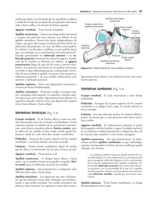 Apófisis articulares
superiores
Fosita costal
superior
Cuerpo
vertebral
Pedículo
Apófisis
espinosa
Fosita costal de la
apófisis transversa
Fosita costal
inferior
Apófisis articulares
inferiores
IGURA   Visión lateral de una vértebra torácica.
anchas que altas). La orientación de sus superficies es oblicua
a modo de las tejas de un tejado (la cara posterior mira hacia
atrás y hacia arriba, y la anterior de forma opuesta).
Agujero vertebral. Tiene forma triangular.
Apófisis transversas. Tienen una disposición horizontal
y ocupan una posición muy anterior, por delante de las
apófisis articulares. Poseen dos raíces independientes de
origen: una parte del cuerpo vertebral, por fuera de la im-
plantación del pedículo, y la otra, del límite entre pedícu-
lo y lámina. Las dos raíces confluyen en una apófisis única
que, sin embargo, en su terminación está nuevamente bi-
furcada, presentando un tubérculo anterior y un tu-
bérculo posterior. Entre las dos raíces de origen y el pedí-
culo de la vértebra se delimita un orificio, el agujero
transversario (lugar de paso de los vasos y nervios verte-
brales). La razón de esta forma de las apófisis transversas
cervicales es que embriológicamente corresponden a la fu-
sión de una verdadera apófisis transversa (raíz posterior y
tubérculo posterior) y de una costilla rudimentaria (raíz
anterior y tubérculo anterior).
Apófisis espinosa. Tiene una disposición horizontal y
termina de forma bituberculada.
Apófisis articulares. Presentan carillas articulares pla-
nas, orientadas oblicuamente. La superficie articular supe-
rior mira hacia atrás arriba y ligeramente hacia adentro. La
superficie articular inferior tiene una disposición opuesta
(mira hacia delante y hacia abajo).
Vértebras torácicas (Fig. 5-4)
Cuerpo vertebral. Es de forma cúbica y tiene un volu-
men intermedio entre las cervicales y las lumbares. En los
extremos superior en inferior de su cara lateral se encuen-
tran unas facetas articulares planas, fositas costales, para
la cabeza de las costillas vecinas (cada costilla queda dis-
puesta a modo de cuña entre dos cuerpos vertebrales).
Pedículos. Arrancan de la parte superior de los cuerpos
vertebrales y su borde inferior está muy escotado.
Láminas. Tienen forma cuadrilátera (igual de anchas
que de altas) y la orientación de sus caras es muy vertical.
Agujero vertebral. Tiene forma oval.
Apófisis transversas. Se dirigen hacia afuera y hacia
atrás y en su extremo tienen una superficie articular (fosi-
ta costal) para el tubérculo costal de las costillas.
Apófisis espinosa. Son prominentes y se disponen muy
oblicuas hacia atrás y hacia abajo.
Apófisis articulares. Las superiores son más volumino-
sas que las inferiores (estas están reducidas casi exclusiva-
mente a una carilla articular). Sus carillas articulares son
planas y muy verticales; las superiores miran hacia atrás y
ligeramente hacia afuera, y las inferiores tienen una orien-
tación opuesta.
Vértebras lumbares (Fig. 5-5)
Cuerpo vertebral. Es muy voluminoso y tiene forma
arriñonada.
Pedículos. Emergen de la parte superior de los cuerpos
vertebrales y se dirigen hacia atrás. Su borde inferior es
muy escotado.
Láminas. Son más altas que anchas. Se orientan oblicua-
mente, de forma que su cara posterior mira hacia atrás y
hacia arriba.
Agujero vertebral. Es relativamente pequeño (a partir
de la segunda vértebra lumbar se agota la médula espinal y
en el conducto vertebral únicamente se alojan las raíces de
los nervios más caudales) y tiene forma triangular.
Apófisis transversas. Son muy prominentes. Se deno-
minan también apófisis costiformes ya que embriológi-
camente corresponden al esbozo de una costilla que queda
adosado a la vértebra.
La verdadera apófisis transversa (desde el punto de vis-
ta embriológico) es muy rudimentaria y está representada
por un pequeño tubérculo dispuesto en la cara posterior
de la zona de implantación de la apófisis costiforme, de-
nominado tubérculo accesorio. Por encima del tubércu-
lo accesorio y en la proximidad de la raíz de la apófisis
articular superior, aparece una prominencia ósea denomi-
nada tubérculo mamilar, causada por inserciones mus-
culares.
Apófisis espinosa. Tiene forma cuadrilátera y se dirige
horizontalmente hacia atrás.
#APÓTULO  Aparato locomotor del tronco y del cuello 
 
