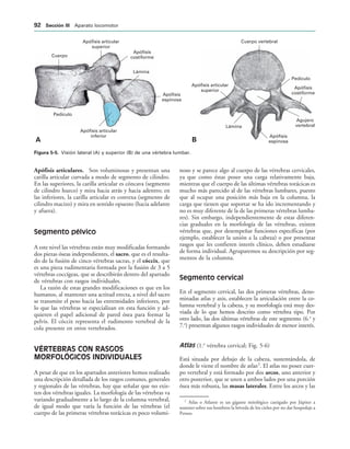 Apófisis
costiforme
Lámina
Apófisis
espinosa
Pedículo
Cuerpo vertebral
Agujero
vertebral
Apófisis articular
superior
Apófisis articular
superior
Apófisis articular
inferior
Apófisis
costiforme
Lámina
Apófisis
espinosa
Cuerpo
Pedículo
! 
IGURA   Visión lateral (A) y superior (B) de una vértebra lumbar.
Apófisis articulares. Son voluminosas y presentan una
carilla articular curvada a modo de segmento de cilindro.
En las superiores, la carilla articular es cóncava (segmento
de cilindro hueco) y mira hacia atrás y hacia adentro; en
las inferiores, la carilla articular es convexa (segmento de
cilindro macizo) y mira en sentido opuesto (hacia adelante
y afuera).
Segmento pélvico
A este nivel las vértebras están muy modificadas formando
dos piezas óseas independientes, el sacro, que es el resulta-
do de la fusión de cinco vértebras sacras, y el cóccix, que
es una pieza rudimentaria formada por la fusión de 3 a 5
vértebras coccígeas, que se describirán dentro del apartado
de vértebras con rasgos individuales.
La razón de estas grandes modificaciones es que en los
humanos, al mantener una actitud erecta, a nivel del sacro
se transmite el peso hacia las extremidades inferiores, por
lo que las vértebras se especializan en esta función y ad-
quieren el papel adicional de pared ósea para formar la
pelvis. El cóccix representa el rudimento vertebral de la
cola presente en otros vertebrados.
VÉRTEBRAS CON RASGOS
MORFOLÓGICOS INDIVIDUALES
A pesar de que en los apartados anteriores hemos realizado
una descripción detallada de los rasgos comunes, generales
y regionales de las vértebras, hay que señalar que no exis-
ten dos vértebras iguales. La morfología de las vértebras va
variando gradualmente a lo largo de la columna vertebral,
de igual modo que varía la función de las vértebras (el
cuerpo de las primeras vértebras torácicas es poco volumi-
noso y se parece algo al cuerpo de las vértebras cervicales,
ya que como éstas posee una carga relativamente baja,
mientras que el cuerpo de las últimas vértebras torácicas es
mucho más parecido al de las vértebras lumbares, puesto
que al ocupar una posición más baja en la columna, la
carga que tienen que soportar se ha ido incrementando y
no es muy diferente de la de las primeras vértebras lumba-
res). Sin embargo, independientemente de estas diferen-
cias graduales en la morfología de las vértebras, existen
vértebras que, por desempeñar funciones específicas (por
ejemplo, establecer la unión a la cabeza) o por presentar
rasgos que les confieren interés clínico, deben estudiarse
de forma individual. Agruparemos su descripción por seg-
mentos de la columna.
Segmento cervical
En el segmento cervical, las dos primeras vértebras, deno-
minadas atlas y axis, establecen la articulación entre la co-
lumna vertebral y la cabeza, y su morfología está muy des-
viada de lo que hemos descrito como vértebra tipo. Por
otro lado, las dos últimas vértebras de este segmento (6.a
y
7.a
) presentan algunos rasgos individuales de menor interés.
Atlas (1.a
vértebra cervical; Fig. 5-6)
Está situada por debajo de la cabeza, sustentándola, de
donde le viene el nombre de atlas2
. El atlas no posee cuer-
po vertebral y está formado por dos arcos, uno anterior y
otro posterior, que se unen a ambos lados por una porción
ósea más robusta, las masas laterales. Entre los arcos y las
2
Atlas o Atlante es un gigante mitológico castigado por Júpiter a
sostener sobre sus hombros la bóveda de los cielos por no dar hospedaje a
Perseo.
 3ECCIØN ))) Aparato locomotor
 