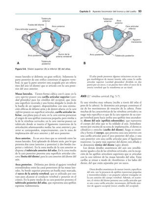 Tubérculo
anterior Arco
anterior
Tubérculo posterior
Arco posterior
Cara articular
inferior
Agujero
transverso
Tubérculo
anterior
Fosita del diente
Arco anterior
Surco de la
arteria vertebral
Tubérculo
posterior
Arco posterior
Cara articular superior
! 
IGURA   Visión superior (A) e inferior (B) del atlas.
masas laterales se delimita un gran orificio. Solamente la
parte posterior de este orifico constituye el agujero verte-
bral, ya que la parte anterior está ocupada por un relieve
óseo del axis (el diente) que se articula con la cara poste-
rior del arco anterior.
Masas laterales. Tienen forma cúbica con 6 caras: en la
cara superior poseen una carilla articular superior (cavi-
dad glenoidea) para los cóndilos del occipital, que tiene
una superficie excavada y una forma alargada (a modo de
la huella de un zapato), disponiéndose con una orienta-
ción oblicua de delante atrás y de dentro afuera; en la cara
inferior poseen un superficie articular, carilla articular in-
ferior, casi plana para el axis; en la cara externa presentan
el origen de una apófisis transversa pequeña, pero similar a
la de la vértebras cervicales; en la cara interna poseen un
tubérculo donde se inserta el ligamento transverso de la
articulación atlantoaxoidea media; las caras anterior y pos-
terior se corresponden, respectivamente, con la zona de
implantación del arco anterior y del arco posterior.
Arco anterior. Es un arco óseo que se extiende entre las
masas laterales. Está aplanado de delante atrás, por lo que
presenta dos caras (anterior y posterior) y dos bordes (su-
perior e inferior). En la zona media de la cara anterior se
dispone el tubérculo anterior del atlas. En la zona media
de la cara posterior presenta una superficie articular cón-
cava (fosita del diente) para la cara anterior del diente del
axis.
Arco posterior. Delimita por detrás el agujero vertebral
extendiéndose entre las caras posteriores de las masas late-
rales. Su borde superior presenta un huella muy marcada,
el surco de la arteria vertebral, que es utilizado por este
vaso para alcanzar el conducto vertebral y penetrar en el
cráneo. En la parte media de su cara posterior presenta el
tubérculo posterior del atlas, que representa una apófisis
espinosa rudimentaria.
El atlas puede presentar algunas variaciones en sus ras-
gos morfológicos de menor interés, tales como la carilla
articular superior (cavidad glenoidea) dividida en dos
partes por un surco, o un puente óseo sobre el surco de la
arteria vertebral que lo transforma en un túnel.
Axis (2.a
vértebra cervical; Fig. 5-7)
Es una vértebra muy robusta (recibe a través del atlas el
peso de la cabeza). Se denomina axis porque constituye el
eje de los movimientos de rotación de la cabeza. Posee
muchas de las características de las vértebras cervicales y su
rasgo más específico es que de la cara superior de su cuer-
po vertebral parte hacia arriba una apófisis ósea ascenden-
te, diente del axis (apófisis odontoides), que representa
el cuerpo del atlas que se ha soldado al axis. Inmediata-
mente por encima de su zona de implantación, el diente es
cilíndrico y estrecho (cuello del diente), luego se ensan-
cha y forma el cuerpo, que presenta una cara anterior con
una carilla articular para el arco posterior del atlas, y una
cara posterior con una carilla articular para el ligamento
transverso. La parte más superior del diente está afilada y
se denomina vértice del diente (apex dentis).
Los demás detalles anatómicos del axis son sensible-
mente iguales a los de las vértebras cervicales, con la excep-
ción de las apófisis articulares superiores que se articulan
con la cara inferior de las masas laterales del atlas. Estas
carillas se sitúan a modo de «hombreras» a los lados del
diente, del que están separadas por un surco.
Otros detalles anatómicos de menor interés, específicos
del axis, son la presencia de apófisis transversas pequeñas
y monotuberculadas y un pequeño saliente triangular en
la cara anterior del cuerpo vertebral. Además, en ocasio-
nes, el vértice del diente presenta una carilla articular que
se une a una carilla articular, inconstante, del borde ante-
rior de agujero occipital (tercer cóndilo del occipital).
#APÓTULO  Aparato locomotor del tronco y del cuello 
 