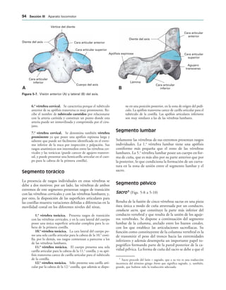 Cara articular
inferior
Cara articular
superior
Cara articular
anterior
Diente del axis
Agujero
transverso
Lámina
Apófisis espinosa
Cara articular
inferior
Cuerpo del axis
Cara articular superior
Cara articular anterior
Vértice del diente
Diente del axis
! 
IGURA   Visión anterior (A) y lateral (B) del axis.
6.a
vértebra cervical. Se caracteriza porque el tubérculo
anterior de su apófisis transversa es muy prominente. Re-
cibe el nombre de tubérculo carotídeo por relacionarse
con la arteria carótida y constituir un punto donde esta
arteria puede ser inmovilizada y comprimida por el ciru-
jano.
7.a
vértebra cervical. Se denomina también vértebra
prominente ya que posee una apófisis espinosa larga y
saliente que puede ser fácilmente identificada en el extre-
mo inferior de la nuca por inspección y palpación. Sus
rasgos anatómicos son intermedios entre las vértebras cer-
vicales y las torácicas (puede carecer de agujero transver-
sal, y puede presentar una hemicarilla articular en el cuer-
po para la cabeza de la primera costilla).
Segmento torácico
La presencia de rasgos individuales en estas vértebras se
debe a dos motivos: por un lado, las vértebras de ambos
extremos de este segmento presentan rasgos de transición
con las vértebras cervicales y con las vértebras lumbares; y,
por otro, la disposición de las superficies articulares para
las costillas muestra variaciones debidas a diferencias en la
movilidad costal en los diferentes niveles del tórax.
1.a
vértebra torácica. Presenta rasgos de transición
con las vértebras cervicales, y en la cara lateral del cuerpo
posee una única superficie articular completa para la ca-
beza de la primera costilla.
10.a
vértebra torácica. La cara lateral del cuerpo po-
see una sola carilla articular para la cabeza de la 10.a
costi-
lla; por lo demás, sus rasgos comienzan a parecerse a los
de las vértebras lumbares.
11.a
vértebra torácica. El cuerpo presenta una sola
carilla articular para la cabeza de la 11.a
costilla, y su apó-
fisis transversa carece de carilla articular para el tubérculo
de la costilla.
12.a
vértebra torácica. Sólo presenta una carilla arti-
cular par la cabeza de la 12.a
costilla, que además se dispo-
ne en una posición posterior, en la zona de origen del pedí-
culo. La apófisis transversa carece de carilla articular para el
tubérculo de la costilla. Las apófisis articulares inferiores
son muy similares a las de las vértebras lumbares.
Segmento lumbar
Solamente las vértebras de sus extremos presentan rasgos
individuales. La 1.a
vértebra lumbar tiene una apófisis
costiforme más pequeña que el resto de las vértebras
lumbares. La 5.a
vértebra lumbar posee un cuerpo en for-
ma de cuña, que es más alto por su parte anterior que por
la posterior, lo que condiciona la formación de un curva-
tura en la zona de unión entre el segmento lumbar y el
sacro.
Segmento pélvico
Sacro 3
(Figs. 5-8 a 5-10)
Resulta de la fusión de cinco vértebras sacras en una pieza
ósea única a modo de cuña atravesada por un conducto,
conducto sacro, que constituye la parte más inferior del
conducto vertebral y que resulta de la unión de los aguje-
ros vertebrales. Se dispone a continuación del segmento
lumbar de la columna, anclado entre los huesos coxales,
con los que establece las articulaciones sacroíliacas. Su
función como constituyente de la columna vertebral es la
de transmitir el peso del tronco hacia las extremidades
inferiores y además desempeña un importante papel to-
pográfico formando parte de la pared posterior de la ca-
vidad pélvica. La forma de cuña del sacro se debe a que el
3
Sacro procede del latín = sagrado, que a su vez es una traducción
incorrecta del término griego hieros que significa sagrado, y, también,
grande, que hubiese sido la traducción adecuada.
 3ECCIØN ))) Aparato locomotor
 