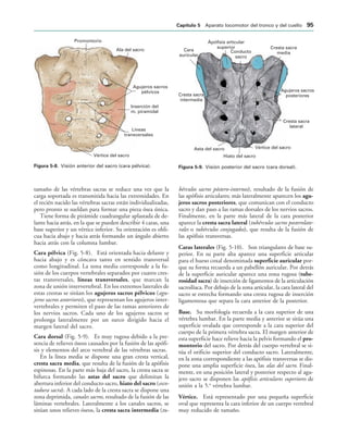 Promontorio
Ala del sacro
Agujeros sacros
pélvicos
Inserción del
m. piramidal
Líneas
transversales
Vértice del sacro
IGURA   Visión anterior del sacro (cara pélvica).
Ápófisis articular
superior
Conducto
sacro
Cresta sacra
media
Agujeros sacros
posteriores
Cresta sacra
lateral
Vértice del sacro
Hiato del sacro
Asta del sacro
Cresta sacra
intermedia
Cara
auricular
IGURA   Visión posterior del sacro (cara dorsal).
tamaño de las vértebras sacras se reduce una vez que la
carga soportada es transmitida hacia las extremidades. En
el recién nacido las vértebras sacras están individualizadas,
pero pronto se sueldan para formar una pieza ósea única.
Tiene forma de pirámide cuadrangular aplastada de de-
lante hacia atrás, en la que se pueden describir 4 caras, una
base superior y un vértice inferior. Su orientación es obli-
cua hacia abajo y hacia atrás formando un ángulo abierto
hacia atrás con la columna lumbar.
Cara pélvica (Fig. 5-8). Está orientada hacia delante y
hacia abajo y es cóncava tanto en sentido transversal
como longitudinal. La zona media corresponde a la fu-
sión de los cuerpos vertebrales separados por cuatro cres-
tas transversales, líneas transversales, que marcan la
zona de unión intervertebral. En los extremos laterales de
estas crestas se sitúan los agujeros sacros pélvicos (agu-
jeros sacros anteriores), que representan los agujeros inter-
vertebrales y permiten el paso de las ramas anteriores de
los nervios sacros. Cada uno de los agujeros sacros se
prolonga lateralmente por un surco dirigido hacia el
margen lateral del sacro.
Cara dorsal (Fig. 5-9). Es muy rugosa debido a la pre-
sencia de relieves óseos causados por la fusión de las apófi-
sis y elementos del arco vertebral de las vértebras sacras.
En la línea media se dispone una gran cresta vertical,
cresta sacra media, que resulta de la fusión de la apófisis
espinosas. En la parte más baja del sacro, la cresta sacra se
bifurca formando las astas del sacro que delimitan la
abertura inferior del conducto sacro, hiato del sacro (esco-
tadura sacra). A cada lado de la cresta sacra se dispone una
zona deprimida, canales sacros, resultado de la fusión de las
láminas vertebrales. Lateralmente a los canales sacros, se
sitúan unos relieves óseos, la cresta sacra intermedia (tu-
bérculos sacros póstero-internos), resultado de la fusión de
las apófisis articulares; más lateralmente aparecen los agu-
jeros sacros posteriores, que comunican con el conducto
sacro y dan paso a las ramas dorsales de los nervios sacros.
Finalmente, en la parte más lateral de la cara posterior
aparece la cresta sacra lateral (tubérculos sacros posterolate-
rales o tubérculos conjugados), que resulta de la fusión de
las apófisis transversas.
Caras laterales (Fig. 5-10). Son triangulares de base su-
perior. En su parte alta aparece una superficie articular
para el hueso coxal denominada superficie auricular por-
que su forma recuerda a un pabellón auricular. Por detrás
de la superficie auricular aparece una zona rugosa (tube-
rosidad sacra) de inserción de ligamentos de la articulación
sacroilíaca. Por debajo de la zona articular, la cara lateral del
sacro se estrecha formando una cresta rugosa de inserción
ligamentosa que separa la cara anterior de la posterior.
Base. Su morfología recuerda a la cara superior de una
vértebra lumbar. En la parte media y anterior se sitúa una
superficie ovalada que corresponde a la cara superior del
cuerpo de la primera vértebra sacra. El margen anterior de
esta superficie hace relieve hacia la pelvis formando el pro-
montorio del sacro. Por detrás del cuerpo vertebral se si-
túa el orificio superior del conducto sacro. Lateralmente,
en la zona correspondiente a las apófisis transversas se dis-
pone una amplia superficie ósea, las alas del sacro. Final-
mente, en una posición lateral y posterior respecto al agu-
jero sacro se disponen las apófisis articulares superiores de
unión a la 5.a
vértebra lumbar.
Vértice. Está representado por una pequeña superficie
oval que representa la cara inferior de un cuerpo vertebral
muy reducido de tamaño.
#APÓTULO  Aparato locomotor del tronco y del cuello 
 
