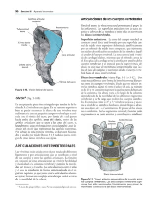 Ápófisis articular
superior
Cresta sacra
media
Cresta sacra
lateral
Vértice del sacro
Cara articular
Promontorio
Tuberosidad
sacra
IGURA   Visión lateral del sacro.
Disco intervertebral
Núcleo
pulposo
Anillo fibroso
IGURA   Visión anterior esquemática de la unión entre
los cuerpos vertebrales. Los dos cuerpos vertebrales supe-
riores han sido seccionados frontalmente para poner de
manifiesto la estructura del disco intervertebral.
Cóccix 4
(Fig. 5-18B)
Es una pequeña pieza ósea triangular que resulta de la fu-
sión de 3 a 5 vértebras coccígeas. En su extremo superior o
base se puede reconocer la silueta de una vértebra muy
rudimentaria con un pequeño cuerpo vertebral que se arti-
cula con el vértice del sacro, por detrás del cual parten
hacia arriba dos apófisis, astas del cóccix, restos de las
apófisis articulares que se unen a las astas del sacro, y,
lateralmente, unas prolongaciones óseas laterales (astas la-
terales del cóccix) que representan las apófisis transversas.
Por debajo de esta primera vértebra, se disponen fusiona-
dos o unidos por tejido fibroso 3 ó 4 nódulos óseos, vesti-
gio de otras tantas vértebras coccígeas.
ARTICULACIONES INTERVERTEBRALES
Las vértebras están unidas entre sí por medio de diferentes
ligamentos y por articulaciones que se establecen a nivel
de sus cuerpos y entre las apófisis articulares. La función
en conjunto de estas articulaciones es conferir flexibilidad
y elasticidad a la columna vertebral y permitir la movili-
dad del tronco y el cuello. Las articulaciones entre el atlas
y el axis se estudiarán de forma individualizada en el si-
guiente capítulo, ya que junto con la articulación atlanto-
occipital, forman un complejo articular que está al servicio
de la movilidad de la cabeza.
Articulaciones de los cuerpos vertebrales
Desde el punto de vista estructural pertenecen al grupo de
las anfiartrosis. Las superficies articulares son las caras su-
perior e inferior de las vértebras y entre ellas se interponen
los discos intervertebrales.
Superficies articulares. La zona del cuerpo vertebral en
contacto con el disco está formada por una superficie cen-
tral de tejido óseo esponjoso delimitada periféricamente
por un reborde de tejido óseo compacto, que representa
un núcleo de osificación secundario de las vértebras (epífi-
sis anular del cuerpo vertebral). La zona central está revesti-
da de cartílago hialino, mientras que el reborde carece de
él. Esta placa de cartílago evita la atrofia por presión de los
cuerpos vertebrales y es esencial para la supervivencia del
disco, ya que hace de membrana semipermeable que faci-
lita el paso de oxígeno y nutrientes desde el cuerpo verte-
bral hasta el disco intervertebral.
Discos intervertebrales (véanse Figs. 5-11 y 5-12). Son
unas masas fibrosas con forma de lente biconvexa dispues-
tas entre los cuerpos vertebrales. Dado que no existen en-
tre las vértebras sacras ni entre el atlas y el axis, su número
es de 23 y en conjunto suponen la quinta parte del tamaño
de la columna. Su altura varía a lo largo de la columna
dependiendo de la movilidad de los diferentes segmentos
vertebrales y de la carga que reciben los cuerpos vertebra-
les. Es mínima entre la 3.a
y 7.a
vértebra torácica, y máxi-
ma a nivel de las vértebras lumbares, donde llegan a alcan-
zar una altura de 1 a 2 centímetros. El grosor de los discos
no es uniforme. En los segmentos cervical y lumbar están
engrosados en su parte anterior y contribuyen a establecer
4
Cóccix del griego kokkyx = cuco. Por su semejanza al pico de este ave.
 3ECCIØN ))) Aparato locomotor
 