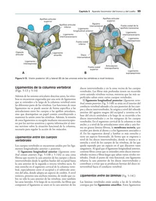 Apófisis articular
superior
Apófisis articular
inferior
Ligamento
intertransversario
Ligamento
amarillo
Ligamento
interespinoso
Cápsula
articular
Apófisis articular
superior
Ligamento
intertransversario
Ligamento
interespinoso
Agujero
intervertebral
Ligamento
longitudinal anterior
Fosita costal
inferior
Disco
intervertebral
Fosita costal
superior
Articulación
interapofisaria
Ligamento
supraespinoso
Fosita costal de la
apófisis transversa
! 
IGURA   Visión posterior (A) y lateral (B) de las uniones entre las vértebras a nivel torácico.
Ligamentos de la columna vertebral
(Figs. 5-13 y 5-14)
Además de las uniones articulares descritas antes, las vérte-
bras se encuentran engarzadas por una serie de ligamentos
que se extienden a lo largo de la columna vertebral entre
las diferentes parte de las vértebras. Las funciones de estos
ligamentos no se puede asociar de forma específica a las
articulaciones entre los cuerpos o las apófisis articulares,
sino que desempeñan un papel común contribuyendo a
mantener la unión entre las vértebras. Además, la tensión
de estos ligamentos es recogida mediante mecanorrecepto-
res por los nervios sensitivos y aporta información al siste-
ma nervioso sobre la situación funcional de la columna,
necesaria para regular la acción de los músculos.
Ligamentos entre los cuerpos
vertebrales
Los cuerpos vertebrales se encuentran unidos por los liga-
mentos longitudinales anterior y posterior.
El ligamento longitudinal anterior (ligamento verte-
bral común anterior; Figs. 5-13B y 5-14A) es una cinta
fibrosa que recorre la cara anterior de los cuerpos y discos
intervertebrales desde la apófisis basilar del occipital hasta
la cara anterior de la segunda o tercera vértebra sacra. Es
más estrecho en el segmento cervical de la columna verte-
bral, especialmente entre el occipital y el tubérculo ante-
rior del atlas, donde adopta un aspecto de cordón. A nivel
torácico, presenta una anchura máxima, de modo que cu-
bre no sólo la cara anterior de las vértebras, sino también
las caras laterales. A lo largo de su recorrido, las fibras que
componen el ligamento se unen en la cara anterior de los
discos intervertebrales y en la zona vecina de los cuerpos
vertebrales. Las fibras más profundas tienen un recorrido
corto uniendo vértebras vecinas, mientras que las más su-
perficiales saltan entre varios cuerpos vertebrales.
El ligamento longitudinal posterior (ligamento verte-
bral común posterior; Fig. 5-14B) se sitúa en el interior del
conducto vertebral adosado a la cara posterior de los cuer-
pos y discos intervertebrales. Se origina a nivel del reborde
anterior del agujero magno del occipital y termina en la
base del cóccix uniéndose a lo largo de su recorrido a los
discos intervertebrales y en los márgenes de los cuerpos
vertebrales. En el segmento cervical de la columna es más
ancho, y a nivel de las articulaciones entre atlas y axis for-
ma un gruesa lámina fibrosa, la membrana tectoria, que
recubre por detrás al diente y a los ligamentos asociados a
él. En los segmentos dorsal y lumbar es más estrecho y
tiene un aspecto festoneado, de forma que se engruesa a
nivel de los discos intervertebrales, donde se inserta y se
estrecha a nivel de los cuerpos de las vértebras, de las que
queda separado por un espacio en el que discurren vasos
sanguíneos. Al igual que el ligamento longitudinal anterior,
contiene fibras cortas que se extienden entre discos interver-
tebrales vecinos y fibras largas que saltan varios niveles ver-
tebrales. Desde el punto de vista funcional, este ligamento
refuerza la cara posterior de los discos intervertebrales y
contribuye a evitar que se produzcan hernias del disco in-
tervertebral hacia el conducto vertebral.
Ligamentos entre las láminas (Fig. 5-14C)
Las láminas vertebrales están unidas a las de la vértebra
contigua por los ligamentos amarillos. Estos ligamentos
#APÓTULO  Aparato locomotor del tronco y del cuello 
 