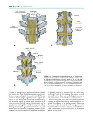 Fosita costal de la
apófisis transversa
Ligamento
longitudinal
anterior
Disco
intervertebral
Pedículo
Apófisis articular
superior
Apófisis
transversa
Apófisis articular
inferior
Ligamento
amarillo
Lámina
Ligamento
longitudinal
posterior
Disco
intervertebral
Pedículos
!
#

IGURA   Representación esquemática de los ligamentos
de la columna vertebral a nivel torácico. A) Visión anterior con
el ligamento longitudinal. B) Visión posterior de los cuerpos
vertebrales con el ligamento longitudinal posterior. C) Visión
anterior (desde el conducto vertebral) de los arcos vertebrales
con los ligamentos amarillos. B y C son partes complementa-
rias de las vértebras después de seccionarlas por los pedículos.
(reciben su nombre por el aspecto amarillento causado
por su riqueza en fibras elásticas) forman placas cuadrangu-
lares que ocupan el espacio delimitado entre las láminas
vertebrales. Por su margen superior se unen a la parte más
baja de la cara anterior y borde inferior de una lámina, y
por su margen inferior, se unen al borde superior de la lá-
mina subyacente. Su borde externo está en contacto con las
articulaciones entre apófisis articulares en la vecindad del
límite posterior de los agujeros intervertebrales. El borde
interno queda muy próximo al ligamento amarillo del lado
opuesto, separado por una pequeña hendidura. Los ligamen-
tos amarillos adquieren un máximo espesor en la región lum-
bar. Desde el punto de vista funcional, desempeñan un papel
coordinado con los discos intervertebrales para restablecer la
posición erecta tras una flexión de la columna vertebral.
La riqueza en fibras elásticas de los ligamentos amarillos
evita que se deformen durante los movimientos de la co-
lumna. Sin embargo, en la edad avanzada se hacen más
fibrosos y pierden elasticidad, por lo que pueden sufrir
plegamientos hacia el interior del conducto vertebral cau-
sando compresiones nerviosas similares a las producidas
por las hernias discales.
 3ECCIØN ))) Aparato locomotor
 