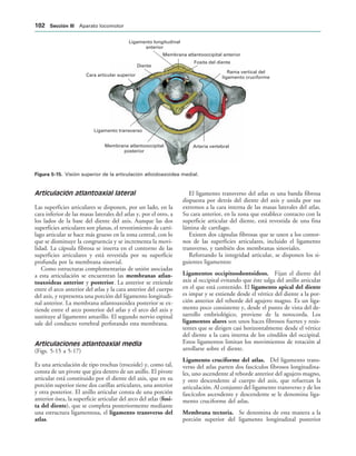 Ligamento longitudinal
anterior
Membrana atlantooccipital anterior
Fosita del diente
Rama vertical del
ligamento cruciforme
Arteria vertebral
Membrana atlantooccipital
posterior
Ligamento transverso
Cara articular superior
Diente
IGURA   Visión superior de la articulación atloidoaxoidea medial.
Articulación atlantoaxial lateral
Las superficies articulares se disponen, por un lado, en la
cara inferior de las masas laterales del atlas y, por el otro, a
los lados de la base del diente del axis. Aunque las dos
superficies articulares son planas, el revestimiento de cartí-
lago articular se hace más grueso en la zona central, con lo
que se disminuye la congruencia y se incrementa la movi-
lidad. La cápsula fibrosa se inserta en el contorno de las
superficies articulares y está revestida por su superficie
profunda por la membrana sinovial.
Como estructuras complementarias de unión asociadas
a esta articulación se encuentran las membranas atlan-
toaxoideas anterior y posterior. La anterior se extiende
entre el arco anterior del atlas y la cara anterior del cuerpo
del axis, y representa una porción del ligamento longitudi-
nal anterior. La membrana atlantoaxoidea posterior se ex-
tiende entre el arco posterior del atlas y el arco del axis y
sustituye al ligamento amarillo. El segundo nervio espinal
sale del conducto vertebral perforando esta membrana.
Articulaciones atlantoaxial media
(Figs. 5-15 a 5-17)
Es una articulación de tipo trochus (trocoide) y, como tal,
consta de un pivote que gira dentro de un anillo. El pivote
articular está constituido por el diente del axis, que en su
porción superior tiene dos carillas articulares, una anterior
y otra posterior. El anillo articular consta de una porción
anterior ósea, la superficie articular del arco del atlas (fosi-
ta del diente), que se completa posteriormente mediante
una estructura ligamentosa, el ligamento transverso del
atlas.
El ligamento transverso del atlas es una banda fibrosa
dispuesta por detrás del diente del axis y unida por sus
extremos a la cara interna de las masas laterales del atlas.
Su cara anterior, en la zona que establece contacto con la
superficie articular del diente, está revestida de una fina
lámina de cartílago.
Existen dos cápsulas fibrosas que se unen a los contor-
nos de las superficies articulares, incluido el ligamento
transverso, y también dos membranas sinoviales.
Reforzando la integridad articular, se disponen los si-
guientes ligamentos:
Ligamentos occipitoodontoideos. Fijan el diente del
axis al occipital evitando que éste salga del anillo articular
en el que está contenido. El ligamento apical del diente
es impar y se extiende desde el vértice del diente a la por-
ción anterior del reborde del agujero magno. Es un liga-
mento poco consistente y, desde el punto de vista del de-
sarrollo embriológico, proviene de la notocorda. Los
ligamentos alares son unos haces fibrosos fuertes y resis-
tentes que se dirigen casi horizontalmente desde el vértice
del diente a la cara interna de los cóndilos del occipital.
Estos ligamentos limitan los movimientos de rotación al
arrollarse sobre el diente.
Ligamento cruciforme del atlas. Del ligamento trans-
verso del atlas parten dos fascículos fibrosos longitudina-
les, uno ascendente al reborde anterior del agujero magno,
y otro descendente al cuerpo del axis, que refuerzan la
articulación. Al conjunto del ligamento transverso y de los
fascículos ascendente y descendente se le denomina liga-
mento cruciforme del atlas.
Membrana tectoria. Se denomina de esta manera a la
porción superior del ligamento longitudinal posterior
 3ECCIØN ))) Aparato locomotor
 