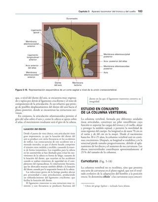 Duramadre
Axis
Membrana atlantoaxoidea
posterior
Arco posterior del atlas
Membrana atlantooccipital
posterior
Membrana
tectoria
Diente
del axis
Membrana
anterior
atlantoaxoidea
Arco anterior
del atlas
Ligamento
longitudinal
anterior
Membrana
atlantooccipital
anterior
Ligamento
apical
IGURA   Representación esquemática de un corte sagital a nivel de la unión craneovertebral.
que, a nivel del diente del axis, se encuentra muy engrosa-
do y tapiza por detrás al ligamento cruciforme y al resto de
componentes de la articulación. Es un refuerzo que prote-
ge de posibles desplazamientos del diente del axis hacia el
plano posterior, donde se encuentran las estructuras ner-
viosas.
En conjunto, la articulación atlantoaxoidea permite el
giro del atlas sobre el axis y, como la cabeza se apoya sobre
el atlas, el movimiento resultante será el giro de la cabeza.
Luxación del diente
Desde el punto de vista clínico, esta articulación tiene
gran importancia, ya que la luxación del diente del
axis se produce con cierta frecuencia en los accidentes
de tráfico. Las consecuencias de este accidente son a
menudo mortales, ya que el diente luxado comprime
el tránsito entre médula y encéfalo, causando la muer-
te de forma instantánea. Los respaldos para la cabeza
en los automóviles se han diseñado para evitar los mo-
vimientos de la cabeza en forma de látigo, causante de
la luxación del diente, que ocurrían en los accidentes
cuando se usaban cinturones de seguridad sin el com-
plemento del reposacabezas. Es relativamente frecuente,
que los ahorcados mueran también debido a la luxación
del diente causada por la suspensión brusca de la cabeza.
Las infecciones graves de la faringe pueden afectar
por proximidad a estas articulaciones, produciendo
un reblandecimiento del ligamento cruciforme, que
facilita la luxación del diente.
El ligamento transverso es una estructura muy re-
sistente y con frecuencia se producen fracturas del
diente en las que el ligamento transverso conserva su
integridad.
ESTUDIO EN CONJUNTO
DE LA COLUMNA VERTEBRAL
La columna vertebral, formada por diferentes unidades
óseas articuladas, constituye un pilar osteofibroso cuya
función es soportar las cargas del tronco y el cuello, alojar
y proteger la médula espinal, y permitir la movilidad de
estas regiones del cuerpo. Su longitud es de unos 70 cm en
el varón y de 60 cm en la mujer. Desde el nacimiento
hasta los 20 ó 25 años, la columna vertebral está en conti-
nuo crecimiento. Después, su longitud se estabiliza y en la
senectud pierde tamaño progresivamente, debido al apla-
namiento de los discos y al aumento de sus curvaturas. Los
discos intervertebrales contribuyen aproximadamente al
25 % del tamaño de la columna.
Curvaturas (Fig. 5-18)
La columna vertebral no es rectilínea, sino que presenta
una serie de curvaturas en el plano sagital, que son el resul-
tado evolutivo de la adaptación del hombre a la posición
erecta. Se denomina cifosis5
a las curvaturas cuya concavi-
5
Cifosis del griego kyphosis = inclinado hacia delante.
#APÓTULO  Aparato locomotor del tronco y del cuello 
 