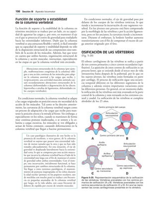 Centro secundario
ap. transversa
# $
Centro secundario
ap. espinosa
Anillos
epifisarios
Anillo
epifisario
Articulación
neurocentral
Centro primario del cuerpo
! 
Articulación
neurocentral
Centro primario del arco
IGURA   Representación esquemática de la osificación
de las vértebras. Vértebras prenatales con los centros pri-
marios de osificación (A y B). Vértebras posnatales con los
centros secundarios de osificación (C y D). En azul se repre-
sentan las zonas cartilaginosas presentes en la vértebra.
Función de soporte y estabilidad
de la columna vertebral
La función de soporte y la estabilidad de la columna en
términos mecánicos se traduce por un lado, en su capaci-
dad de aguantar las cargas y, por otro, en mantener el eje
en el que se proyecta el centro de gravedad para trasladarlo
hacia las extremidades inferiores. Dado que la columna
vertebral es una estructura flexible y móvil, es fácil entender
que su capacidad de soporte y estabilidad depende no sólo
de la disposición estructural de sus componentes sino tam-
bién de la acción de los músculos. Además, hay que tener
en cuenta que ambos factores, organización estructural de
la columna y acción muscular, interactúan, especialmente
en las etapas en que la columna vertebral está creciendo.
Alteraciones estructurales de la columna (por ejem-
plo, malformaciones congénitas de la columna) obli-
gan a una acción continua de los músculos para adap-
tar la columna anormal a las cargas que recibe, y
recíprocamente, una actividad muscular anómala cau-
sará secundariamente alteraciones estructurales de la
columna (deformidades o degeneración de los discos;
hipertrofias o atrofias de ligamentos, deformidades en
los cuerpos vertebrales).
En condiciones normales, la columna vertebral se adapta
a las cargas originadas en posición erecta sin necesidad de la
acción de los músculos. Tal como se ha descrito anterior-
mente, las curvaturas de la columna vertebral surgen como
un proceso de adaptación a las cargas que recibe para man-
tener la posición erecta y la mirada al frente. Sin embargo, y
especialmente en los niños, cuando se mantienen de forma
muy continua posturas inadecuadas, o se somete a la co-
lumna a cargas excesivas, los músculos se ven obligados a
actuar de forma constante, causando deformaciones en la
columna vertebral que llegan a hacerse permanentes.
Un caso patológico ilustrativo de este hecho es la
presencia de escoliosis, a veces graves, de la columna
vertebral en sujetos que poseen una extremidad infe-
rior de menor tamaño que la otra y que no han sido
tratados adecuadamente. En esta situación, el eje de
gravedad es desplazado lateralmente hacia la extremi-
dad corta, lo que se compensa por una acción muscu-
lar que incurva la columna vertebral hacia el lado de la
extremidad más larga con el fin de mantener el centro
de gravedad sobre ambas extremidades. Con el tiem-
po, esta incurvación, inicialmente funcional, se hace
permanente por cambios estructurales de la columna.
Sin llegar a estos extremos patológicos, el manteni-
miento de posturas inapropiadas en los niños durante
la edad escolar (postura en los pupitres escolares, uso
de mochilas con mucho peso) se traduce con frecuen-
cia en pequeñas anomalías de la columna vertebral
que luego, en la vida adulta, son causa frecuente de
dolores de espalda por exceso de tensión muscular.
En condiciones normales, el eje de gravedad pasa por
delante de los cuerpos de las vértebras torácicas, lo que
tiende a incrementar la incurvación de este segmento ver-
tebral. En los jóvenes este proceso está bien compensado
por la morfología de las vértebras y por la acción ligamen-
tosa, pero en los ancianos, la curvatura tiende a incremen-
tarse. Durante el embarazo, la lordosis lumbar aumenta
transitoriamente con el fin de compensar el exceso de car-
ga anterior originado por el feto.
OSIFICACIÓN DE LAS VÉRTEBRAS
(Fig. 5-20)
El esbozo cartilaginoso de las vértebras se osifica a partir
de tres centros primarios y cinco centros secundarios (epi-
fisarios). La aparición de estos centros de osificación es un
proceso lento, que se extiende desde el tercer mes de vida
intrauterina hasta después de la pubertad, por lo que en
los sujetos jóvenes, las vértebras están formadas en parte
por cartílago. El proceso de osificación sigue una secuen-
cia temporal diferente en los diferentes segmentos de la
columna y además existen importantes variaciones entre
las diferentes personas. En general, en un momento dado,
la osificación de las vértebras está más avanzada en la parte
central de la columna y más retrasada en los extremos cra-
neal y caudal. La osificación de las vértebras se completa
alrededor de los 25 años.
 3ECCIØN ))) Aparato locomotor
 