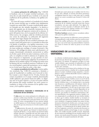 Los centros primarios de osificación (Fig. 5-20A-B)
se localizan, uno en el cuerpo vertebral (centrum), y los
otros dos en cada mitad del arco vertebral, en la zona de
confluencia de los pedículos, la lámina y las apófisis arti-
culares.
El centro del cuerpo vertebral es el resultado de la fusión
de dos centros iniciales que se sueldan muy rápidamente
(cuando esta unión falla, el cuerpo vertebral puede apare-
cer formado por dos mitades separadas), y se detecta a
partir del segundo mes de desarrollo intrauterino en los
niveles más bajos del segmento torácico de la columna. A
partir del quinto mes, con la excepción de las últimas vér-
tebras sacras y las coccígeas, todas las vértebras presentan
este centro de osificación. La osificación del segmento
coccígeo tiene lugar después del nacimiento.
Los centros primarios del arco vertebral comienzan a de-
tectarse a partir del quinto mes y se extienden en dirección
a la lámina, al pedículo, a las apófisis transversas y a las
apófisis articulares. Al nacer, las vértebras poseen tres pie-
zas óseas unidas por cartílago, el cuerpo (centrum) y dos
hemiarcos. El cartílago de unión entre cada hemiarco y el
cuerpo, denominado articulación neurocentral, se osifica
en el niño a partir de los tres años (comienza a nivel cervi-
cal) y se completa en toda la columna en el séptimo año.
Esta estructura es importante, ya que permite el creci-
miento del arco vertebral para adaptarse al crecimiento en
diámetro de la médula espinal. El cartílago de unión entre
las láminas del arco vertebral comienza a osificarse (se ini-
cia a nivel lumbar) a partir del nacimiento y no se comple-
ta en el nivel sacro hasta los ocho o diez años.
Los centros secundarios de osificación (centros epifisa-
rios vertebrales; Fig. 5-20C-D) comienzan a formarse a
partir de la pubertad y se sueldan con el resto de la vérte-
bra (cuerpo y arco) después de los 18 años. Existen dos
centros secundarios en el cuerpo vertebral, denominados
anillos epifisarios, que poseen forma de anillo y se dispo-
nen uno en la parte superior y el otro en la parte inferior
del contorno del cuerpo vertebral. Los otros centros se-
cundarios se sitúan en los extremos de las apófisis trans-
versas y de la apófisis espinosa.
Características regionales e individuales en la
osificación de las vértebras
El atlas posee tres centros primarios de osificación: arco
anterior y ambas masas laterales. Los centros de las masas
laterales se extienden hacia atrás para formar el arco pos-
terior. El centro correspondiente al arco anterior (puede
ser doble) aparece en el niño durante el primer o segundo
año, por lo que esta estructura en el recién nacido es carti-
laginosa.
El axis presenta dos pares de centros primarios en el
cuerpo, un par superior que formará la mitad derecha e
izquierda del diente, y un par inferior que formará ambas
mitades (derecha e izquierda) del resto del cuerpo de la
vértebra. En el recién nacido, estos núcleos primarios no
están fusionados, por lo que el cuerpo y el diente están
formados por cuatro piezas que se sueldan entre los tres y
los seis años. Además, el extremo del diente permanece
cartilaginoso hasta los cinco u ocho años, que es cuando
aparece un centro secundario que formará el vértice del
diente.
Vértebras cervicales: las apófisis espinosas y las apófisis
transversas de las vértebras cervicales tienen dos centros
secundarios, uno para cada tubérculo. Con alguna fre-
cuencia, el centro asociado al tubérculo anterior de la
apófisis transversa de la séptima vértebra no se suelda y
forma una costilla cervical rudimentaria.
Vértebras lumbares: poseen centros secundarios adicio-
nales para las apófisis mamilares.
Sacro: el sacro presenta los diferentes centros primarios
correspondientes a cada vértebra, pero los centros secun-
darios (los anillos epifisarios y los centros transversa-
rios que a este nivel están muy desarrollados) terminan
por causar la fusión de todas las piezas en un hueso
único.
VARIACIONES DE LA COLUMNA
VERTEBRAL
La columna vertebral presenta algunas variaciones entre
las personas que afectan tanto a la morfología de las vérte-
bras como a su número. El segmento coccígeo es el más
variable debido a que constituye el rudimento de la cola
de otros mamíferos. El resto de la columna vertebral es
mucho más constante.
Las alteraciones de la forma de las vértebras en los seg-
mentos cervical torácico y lumbar de la columna pueden
afectar al cuerpo vertebral (cuerpos pequeños, o incom-
pletos) o al arco vertebral (desarrollo excesivo o defectuo-
so de las apófisis).
Hay variaciones numéricas de las vértebras de los seg-
mentos cervical, torácico, lumbar y sacro en un 5 % de las
personas y pueden deberse a un incremento del número
total de vértebras (una, o a lo máximo dos) o con mucha
más frecuencia a modificaciones del número relativo de
vértebras en los diferentes segmentos («alteraciones nu-
méricas compensadas»). En este caso, lo que ocurre es que
un segmento de la columna vertebral dispondría de un
elemento extra a expensas del segmento vecino. Estas va-
riaciones, que pueden ser totalmente asintomáticas, afec-
tan especialmente a los segmentos torácico, lumbar y sa-
cro comprenden la sacralización de una vértebra lumbar,
es decir, que la ultima vértebra lumbar se incorpora al
sacro (total o parcialmente) de modo que el sacro contaría
con 6 vértebras y el segmento lumbar con cuatro; la lum-
barizacion de la primera vértebra sacra , en la que ocurre el
fenómeno contrario; la dorsalización de la primera vérte-
bra lumbar; y la lumbarización de la última vértebra dor-
sal. En el segmento cervical la variación más frecuente es
que la séptima vértebra cervical tenga, en uno o en ambos
lados, una costilla asociada (costilla cervical), adoptando
de esta manera la morfología de una vértebra torácica. Así
mismo, con mucha menor frecuencia, el atlas puede que-
dar asociado al occipital (asimilación del atlas).
#APÓTULO  Aparato locomotor del tronco y del cuello 
 