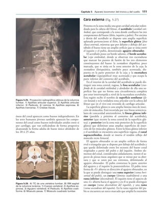 IGURA   Proyección radiográfica oblicua de la columna
lumbar. 1) Apófisis articular superior. 2) Apófisis articular
inferior. 3) Pedículo. 4) Lámina. 5) Apófisis espinosa. 6)
Apófisis tranversa. 7) Crestas ilíacas.





   

! 
IGURA   A) TC de una vértebra lumbar. B) RM sagital
de la columna torácica. 1) Cuerpo vertebral. 2) Apófisis es-
pinosa. 3) Agujero vertebral. 4) Pedículo. 5) Apófisis costi-
forme. 6) Músculo psoas. 7) Músculo cuadrado lumbar.
óseos del coxal aparecen como huesos independientes. En
los seres humanos jóvenes también aparecen los compo-
nentes del coxal como huesos individuales unidos entre sí
por cartílago, que van osificándose de forma progresiva
alcanzando la forma adulta de hueso único alrededor de
los 20 ó 25 años.
Cara externa (Fig. 5-27)
Presenta en la zona media una gran cavidad articular redon-
deada para la cabeza del fémur, el acetábulo (cavidad coti-
loidea), que corresponde a la zona donde confluyen los tres
componentes del hueso (ilión, isquión y pubis). Por encima
y detrás del acetábulo se dispone una amplia superficie
aplanada perteneciente al ilión, la superficie glútea (fosa
ilíaca externa), mientras que por delante y debajo del ace-
tábulo el hueso tiene un amplio orificio que se sitúa entre
el isquión y el pubis, denominado agujero obturador.
El acetábulo posee un borde saliente, el borde acetabu-
lar (ceja cotiloidea), donde se observan tres escotaduras
que marcan los puntos de fusión de los tres elementos
constituyentes del hueso: la escotadura iliopúbica, poco
marcada, que se sitúa en la zona anterior de la ceja; la
escotadura ilioisquiática, también poco acentuada, dis-
puesta en la parte posterior de la ceja; y la escotadura
acetabular (isquiopúbica) muy acentuada y que ocupa la
parte inferior del contorno del acetábulo.
En el interior de la cavidad del acetábulo se puede dis-
tinguir una zona central, rugosa, la fosa acetabular (tras-
fondo de la cavidad cotiloidea) y alrededor de ella una su-
perficie lisa que no forma una circunferencia completa
por estar interrumpida a nivel de la escotadura acetabular.
Esta región recibe el nombre de superficie semilunar (fa-
cies lunata) y es la verdadera zona articular con la cabeza del
fémur que en el vivo está revestida de cartílago articular.
La superficie glútea es una amplia lámina ósea de inser-
ción de músculos. Está recorrida por tres líneas semicircu-
lares de concavidad anteroinferior, la líneas glúteas infe-
rior (paralela y próxima al contorno del acetábulo),
anterior (que recorre la zona central de la superficie glú-
tea), y posterior (en la zona más posterior de la superficie
glútea) que delimitan unas amplias superficies de inser-
ción de los músculos glúteos. Entre la línea glútea inferior
y el acetábulo se encuentra una superficie rugosa, el canal
supracotiloideo, donde se inserta el tendón reflejo del
músculo recto femoral.
El agujero obturador es un amplio orificio de forma
oval o triangular que se dispone por debajo del acetábulo y
que queda delimitado entre los sectores del hueso coxal
originados a partir del pubis y del isquión. Ambos ele-
mentos del coxal, considerados aisladamente, tienen el as-
pecto de piezas óseas angulares que se miran por su aber-
tura y que se unen por sus extremos, delimitando al
agujero obturador. El pubis contornea la parte anterior
del agujero y el isquión la posteroinferior. El pubis tiene
forma de «V» abierta en dirección al agujero obturador, en
la que se puede distinguir una rama superior (rama hori-
zontal del pubis), un cuerpo (lámina cuadrilátera) y una
rama inferior (descendente). El isquión tiene el aspecto de
una «L» abierta hacia el agujero y en él se puede distinguir
un cuerpo (rama descendente del isquión), y una rama
(rama ascendente del isquión). En la rama superior del pu-
bis se encuentra un surco marcado que amplía la extensión
#APÓTULO  Aparato locomotor del tronco y del cuello 
 