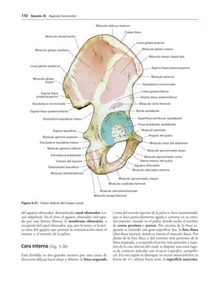 Músculo oblicuo externo
Cresta ilíaca
Línea glútea anterior
Músculo glúteo menor
Músculo tensor fascia lata
Espina ilíaca anterosuperior
Músculo sartorio
Escotadura innominada
Línea glútea inferior
Espina ilíaca anteroinferior
Músculo recto femoral
Borde acetabular
Superficie semilunar (acetábulo)
Fosa acetabular (acetábulo)
Músculo pectíneo
Ángulo del pubis
Músculo recto del abdomen
Músculo aproximador largo
Músculo aproximador corto
Agujero obturador
Músculo obturador externo
Músculo aproximador mayor
Músculo cuadrado femoral
Músculo semimembranoso
Músculo bíceps femoral
Músculo semitendinoso
Tuberosidad isquiática
Escotadura acetabular
Músculo gémino inferior
Escotadura isquiática menor
Músculo gémino superior
Espina isquiática
Escotadura isquiática mayor
Espina ilíaca posteroinferior
Escotadura innominada
Espina ilíaca
posterosuperior
Músculo glúteo
mayor
Línea glútea posterior
Músculo glúteo mediano
Músculo dorsal ancho
Rama interior del pubis
Cuerpo del isquión
IGURA   Visión lateral del hueso coxal.
del agujero obturador, denominado canal obturador (ca-
nal subpúbico). En el vivo, el agujero obturador está tapa-
do por una lámina fibrosa, la membrana obturatriz, a
excepción del canal obturador, que, por lo tanto, es la úni-
ca zona del agujero que permite la comunicación entre el
interior y el exterior de la pelvis.
Cara interna (Fig. 5-28)
Está dividida en dos grandes sectores por una cresta de
dirección oblicua hacia abajo y delante, la línea arqueada
(cresta del estrecho superior de la pelvis o línea innominada),
que se hace particularmente aguda y cortante en su extre-
mo anterior, situado en el pubis, donde recibe el nombre
de cresta pectínea o pecten. Por encima de la línea ar-
queada se extiende una gran superficie lisa, la fosa ilíaca
(fosa ilíaca interna), donde se inserta el músculo ilíaco. Por
detrás de la fosa ilíaca y del extremo más posterior de la
línea arqueada, y ocupando el sector más posterior y supe-
rior de la cara interna del coxal, se dispone una zona rugo-
sa de contacto articular con el sacro (superficie sacropélvi-
ca). En esta región se distingue un sector anteroinferior en
forma de «C» abierta hacia atrás, la superficie auricular,
 3ECCIØN ))) Aparato locomotor
 