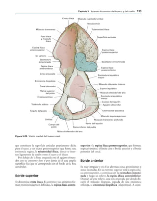 Cresta ilíaca Músculo cuadrado lumbar
Masa común
Tuberosidad ilíaca
Superficie auricular
Espina ilíaca
posterosuperior
Escotadura innominada
Espina ilíaca
posteroinferior
Escotadura isquiática
mayor
Músculo obturador interno
Espina isquiática
Músculo elevador del ano
Escotadura isquiática
menor
Cuerpo del isquión
Agujero obturador
Tuberosidad isquiática
Músculo isquiocavernoso
Músculo transverso profundo
Rama del isquión
Rama inferior del pubis
Músculo elevador del ano
Cuerpo del
pubis
Sínfisis
Ángulo del pubis
Tubérculo púbico
Cresta pectínea
Rama superior
del pubis
Canal obturador
Eminencia iliopúbica
Línea arqueada
Espina ilíaca
anteroinferior
Escotadura
innominada
M. sartorio
Espina ilíaca
anterosuperior
Fosa ilíaca
y músculo
ilíaco
Músculo transverso
IGURA   Visión medial del hueso coxal.
que constituye la superficie articular propiamente dicha
para el sacro, y un sector posterosuperior que forma una
eminencia rugosa, la tuberosidad ilíaca, donde se inser-
tan ligamentos de unión entre el sacro y el ilíaco.
Por debajo de la línea arqueada está el agujero obtura-
dor con su contorno óseo y por detrás de él una amplia
superficie lisa que se corresponde con el fondo de la fosa
acetabular.
Borde superior
Se denomina cresta ilíaca. Es convexo y sus extremos for-
man prominencias bien definidas, la espina ilíaca antero-
superior y la espina ilíaca posterosuperior, que forman,
respectivamente, el límite con el borde anterior y el borde
posterior del coxal.
Borde anterior
Es muy irregular y en él se alternan zonas prominentes y
zonas escotadas. En su extremo superior está la espina ilía-
ca anterosuperior, a continuación la escotadura innomi-
nada y luego un relieve, la espina ilíaca anteroinferior.
Después de este relieve, una zona escotada por donde dis-
curre el músculo iliopsoas, seguida de una eminencia
oblonga, la eminencia iliopúbica (iliopectínea). A conti-
#APÓTULO  Aparato locomotor del tronco y del cuello 
 