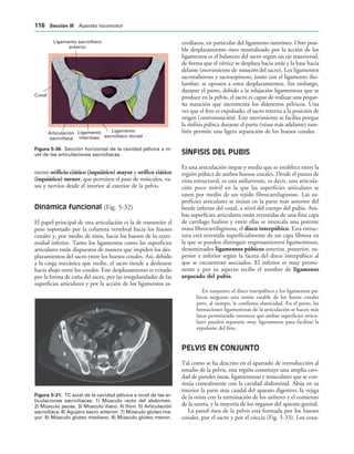 Ligamento sacroilíaco
anterior
Coxal
Articulación
sacroilíaca
Ligamento
interóseo
Ligamento
sacroilíaco dorsal
IGURA   Sección horizontal de la cavidad pélvica a ni-
vel de las articulaciones sacroilíacas.
IGURA   TC axial de la cavidad pélvica a nivel de las ar-
ticulaciones sacroilíacas. 1) Músculo recto del abdomen.
2) Músculo psoas. 3) Músculo ilíaco. 4) Ilion. 5) Articulación
sacroilíaca. 6) Agujero sacro anterior. 7) Músculo glúteo ma-
yor. 8) Músculo glúteo mediano. 9) Músculo glúteo menor.
mente orificio ciático (isquiático) mayor y orifico ciático
(isquiático) menor, que permiten el paso de músculos, va-
sos y nervios desde el interior al exterior de la pelvis.
Dinámica funcional (Fig. 5-32)
El papel principal de esta articulación es la de transmitir el
peso soportado por la columna vertebral hacia los huesos
coxales y, por medio de éstos, hacia los huesos de la extre-
midad inferior. Tanto los ligamentos como las superficies
articulares están dispuestos de manera que impiden los des-
plazamientos del sacro entre los huesos coxales. Así, debido
a la carga mecánica que recibe, el sacro tiende a deslizarse
hacia abajo entre los coxales. Este desplazamiento es evitado
por la forma de cuña del sacro, por las irregularidades de las
superficies articulares y por la acción de los ligamentos sa-
croilíacos, en particular del ligamento interóseo. Otro posi-
ble desplazamiento óseo neutralizado por la acción de los
ligamentos es el balanceo del sacro según un eje transversal,
de forma que el vértice se desplaza hacia atrás y la base hacia
delante (movimiento de nutación del sacro). Los ligamentos
sacrotuberoso y sacroespinoso, junto con el ligamento ilio-
lumbar, se oponen a estos desplazamientos. Sin embargo,
durante el parto, debido a la relajación ligamentosa que se
produce en la pelvis, el sacro es capaz de realizar una peque-
ña nutación que incrementa los diámetros pélvicos. Una
vez que el feto es expulsado, el sacro retorna a la posición de
origen (contranutación). Este movimiento se facilita porque
la sínfisis púbica durante el parto (véase más adelante) tam-
bién permite una ligera separación de los huesos coxales.
SÍNFISIS DEL PUBIS
Es una articulación impar y media que se establece entre la
región púbica de ambos huesos coxales. Desde el punto de
vista estructural, es una anfiartrosis, es decir, una articula-
ción poco móvil en la que las superficies articulares se
unen por medio de un tejido fibrocartilaginoso. Las su-
perficies articulares se sitúan en la parte más anterior del
borde inferior del coxal, a nivel del cuerpo del pubis. Am-
bas superficies articulares están revestidas de una fina capa
de cartílago hialino y entre ellas se intercala una potente
masa fibrocartilaginosa, el disco interpúbico. Esta estruc-
tura está revestida superficialmente de un capa fibrosa en
la que se pueden distinguir engrosamientos ligamentosos,
denominados ligamentos púbicos anterior, posterior, su-
perior e inferior según la faceta del disco interpúbico al
que se encuentran asociados. El inferior es muy promi-
nente y por su aspecto recibe el nombre de ligamento
arqueado del pubis.
En conjunto, el disco interpúbico y los ligamentos pú-
bicos aseguran una unión estable de los hueso coxales
pero, al tiempo, le confieren elasticidad. En el parto, las
formaciones ligamentosas de la articulación se hacen más
laxas permitiendo entonces que ambas superficies articu-
lares pueden separarse muy ligeramente para facilitar la
expulsión del feto.
PELVIS EN CONJUNTO
Tal como se ha descrito en el apartado de introducción al
estudio de la pelvis, esta región constituye una amplia cavi-
dad de paredes óseas, ligamentosas y musculares que se con-
tinúa cranealmente con la cavidad abdominal. Aloja en su
interior la parte más caudal del aparato digestivo, la vejiga
de la orina con la terminación de los uréteres y el comienzo
de la uretra, y la mayoría de los órganos del aparato genital.
La pared ósea de la pelvis está formada por los huesos
coxales, por el sacro y por el cóccix (Fig. 5-33). Los coxa-
 3ECCIØN ))) Aparato locomotor
 