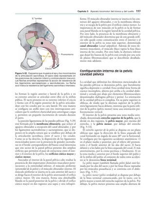 5. lumbar
a
Promontorio
Cóccix
IGURA   Esquema que muestra el eje y los movimientos
de la articulación sacroilíaca. El sacro está representado en
las posiciones de nutación (claro) y contranutación (oscuro).
Las flechas amarillas representan la acción de resistencia de
los ligamentos sacroespinoso y sacrotuberoso. La flecha
azul indica la resistencia del ligamento sacroilíaco interóseo.
les forman la región anterior y lateral de la pelvis y en
su extremo anterior se articulan entre ellos en la sínfisis
púbica. El sacro presenta en su extremo inferior el cóccix
y forma con él la región posterior de la pelvis articulán-
dose con los coxales por su cara lateral. De esta manera
se configura un anillo óseo con tres interrupciones arti-
culares que le confieren elasticidad para amortiguar cargas
y, permiten un pequeño incremento de tamaño durante
el parto.
La porción ligamentosa de las paredes pélvicas (Fig. 5-29)
está formada por la membrana obturatriz, que ocluye el
agujero obturador a excepción del canal obturador, y por
los ligamentos sacrotuberoso y sacroespinoso, que se dis-
ponen en la amplia ranura que se establece por debajo de
la articulación sacroilíaca, entre el sacro y los coxales.
Como ya se ha descrito, la disposición de los ligamentos
mencionados junto con la presencia de grandes escotadu-
ras en el borde correspondiente del hueso coxal determina
que este sector de la pared pélvica presente dos amplios
orificios que permiten el paso de estructuras entre el inte-
rior y el exterior de la pelvis, los orificios ciático mayor y
ciatico menor.
Asociados al interior de la pared pélvica cabe resaltar la
presencia de dos importantes elementos musculares perte-
necientes a la extremidad inferior, el músculo piriforme
(piramidal de la pelvis) y el músculo obturador interno. El
músculo piriforme se inserta en la cara anterior del sacro y
se dirige hacia el exterior de la pelvis atravesando el orifico
ciático mayor. De esta manera, forma una almohadilla
blanda en la pared posterior de la pelvis y divide el orifico
ciático mayor en dos regiones una supra y otra infrapiri-
forme. El músculo obturador interno se inserta en los con-
tornos del agujero obturador, y en la membrana obtura-
triz y se escapa de la pelvis por el orificio ciático menor. La
importancia de este músculo en la pelvis es la de formar
una pared blanda en la región lateral de la cavidad pélvica.
Por otro lado, la presencia de la membrana obturatriz y
del músculo obturador determina que de este grande orifi-
cio sólo quede como comunicación entre el interior y el
exterior de la pelvis su zona más superior, denominada
canal obturador (canal subpúbico). Además de estos ele-
mentos musculares, el músculo ilíaco tapiza la fosa ilíaca
interna de los coxales. Por otro lado, la abertura inferior
que dejan los huesos de la pelvis está cerrada por una serie
de planos fibromusculares que se describirán detallada-
mente más adelante.
Configuración interna de la pelvis:
cavidad pélvica
La cavidad que delimitan los elementos mencionados de
las paredes pélvicas se denomina pelvis, que literalmente
significa depresión o cavidad. Esta cavidad tiene forma de
cuenco incompleto, abierto por arriba a la cavidad abdo-
minal y cerrada por abajo por elementos fibromusculares
denominados diafragma pélvico y periné. La orientación
de la cavidad pélvica es compleja. En su parte superior es
oblicua, de modo que la abertura superior de la pelvis
mira ligeramente hacia delante, mientras que la parte infe-
rior de la pelvis (pelvis menor) tiene una orientación pre-
ferentemente vertical.
El interior de la pelvis presenta una zona media estre-
chada, denominada estrecho superior de la pelvis, que la
divide en dos regiones, la pelvis mayor, por encima del
estrecho, y la pelvis menor, por debajo del estrecho
(Fig. 5-33).
El estrecho superior de la pelvis se dispone en un plano
oblicuo que sigue la dirección de la línea arqueada del
coxal formando un ángulo de unos 48° con la horizontal.
Se configura por los siguientes accidentes anatómicos: 1)
en el plano medio y posterior, por el relieve del promon-
torio y el borde anterior de las alas del sacro; 2) hacia
delante y a los lados por la línea arqueada del coxal; 3) más
anteriormente, por la cresta pectínea; y finalmente, 4) en
la zona media y anterior por el borde superior del pubis y
de la sínfisis del pubis; al conjunto de todos estos acciden-
tes se le denomina línea terminal.
La pelvis mayor (también llamada pelvis falsa) está for-
mada por las alas del sacro y por las fosas ilíacas tapizadas
por los músculos psoasilíacos y se continúa con el abdo-
men (Fig. 5-31).
La pelvis menor (pelvis verdadera) se dispone por debajo
de la línea terminal comunicando, por lo tanto, con la
pelvis mayor a través del estrecho superior de la pelvis. Por
debajo, la pelvis menor presenta una amplia abertura de
#APÓTULO  Aparato locomotor del tronco y del cuello 
 
