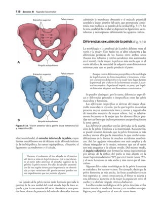 Estrecho superior Pelvis mayor
Ángulo subpubiano
Estrecho superior Pelvis mayor
Ángulo subpubiano
!

IGURA   Visión anterior de la pelvis ósea femenina (A)
y masculina (B).
silueta romboidal, el estrecho inferior de la pelvis, cuyos
límites osteofibrosos son de delante atrás: el borde inferior
de la sínfisis púbica, las ramas isquiopúbicas, el isquión, el
ligamento sacrotuberoso y el cóccix.
Durante el embarazo, el feto alojado en el interior
del útero se sitúa en la pelvis mayor, por lo que duran-
te el parto debe atravesar el estrecho superior de la
pelvis y la pelvis menor. Por ello, los detalles anatómi-
cos de esta región tienen gran importancia en obstetri-
cia, ya que variaciones del patrón normal pueden ser
un impedimento que no permita el parto.
Las paredes de la pelvis menor están formadas por toda la
porción de la cara medial del coxal situada bajo la línea ar-
queda y por la cara anterior del sacro. Asociados a estas pare-
des óseas, destaca la presencia del músculo obturador interno
cubriendo la membrana obturatriz y el músculo piramidd
acoplado a la cara anterior del sacro, que aportan una consis-
tencia más mullida a las paredes de la cavidad (Fig. 5-37). En
la zona caudal de la cavidad se disponen los ligamentos sacro-
tuberoso y sacroespinoso delimitando los agujeros ciáticos.
Diferencias sexuales de la pelvis (Fig. 5-34)
La morfología y la amplitud de la pelvis difieren entre el
varón y la mujer. Este hecho no se debe solamente a las
diferencias genéricas de los huesos entre ambos sexos
(huesos más robustos y con los accidentes más acentuados
en el varón). En la mujer, la pelvis es más ancha que en el
varón debido a la necesidad de adquirir unas dimensiones
mínimas para que se pueda producir el parto.
Aunque existen diferencias perceptibles en la morfología
de la pelvis entre los fetos masculinos y femeninos, el ma-
yor crecimiento de la pelvis en la mujer tiene lugar durante
la pubertad, por el efecto de las hormonas sexuales. La cas-
tración anterior a la pubertad impide, en parte, que la pel-
vis femenina adquiera sus dimensiones características.
Se pueden distinguir, por lo tanto, diferencias específi-
cas y diferencias generales o inespecíficas entre las pelvis
masculina y femenina.
Las diferencias inespecíficas se derivan del mayor desa-
rrollo muscular en el varón, por lo que la pelvis masculina
presenta mayor consistencia ósea y crestas y rugosidades
de inserción muscular de mayor relieve. Así, es relativa-
mente frecuente en la mujer que los alerones ilíacos pue-
dan ser tan finos que incluso presenten una perforación en
la zona central.
Las diferencias específicas son las derivadas de la adapta-
ción de la pelvis femenina a la maternidad. Básicamente,
se puede resumir diciendo que la pelvis femenina es más
ancha y menos alta que la masculina, lo que conlleva mo-
dificaciones en la forma de muchos accidentes anatómi-
cos. Así, los agujeros obturadores son más amplios y de
silueta triangular en la mujer, mientras que en el varón
son más pequeños y de silueta ovoide. Del mismo modo,
el ángulo subpúbico que forman las ramas isquiopúbicas
por debajo de la sínfisis del pubis es más abierto en la
mujer (aproximadamente 90°) que en el varón (unos 75°),
y el sacro femenino es más ancho y más corto que el mas-
culino.
Algunas diferencias morfológicas de la pelvis femenina
se trasladan a los huesos vecinos. Por ejemplo, dado que la
pelvis femenina es más ancha, las fosas acetabulares están
más separadas y, como consecuencia, el fémur se adapta a
esta diferencia; aumenta en la mujer la angulación entre el
cuello y la diáfisis (ángulo cérvico-diafisario).
Las diferencias morfológicas de la pelvis descritas arriba
tienen interés en medicina forense y en estudios antropo-
lógicos para diagnosticar el sexo de restos óseos.
 3ECCIØN ))) Aparato locomotor
 