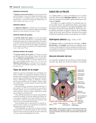 Ligamento
iliolumbar
Articulación
sacroilíaca
Músculo
coccígeo
Ligamento
anococcígeo
Músculo
iliococcígeo
Arco tendinoso
del elevador
del ano
Músculo
obturador
interno
Músculo
puborrectal
Músculo
pubovaginal
Músculo
pubococcígeo
Uretra
Vagina
Recto
IGURA   Visión superior de la cavidad pélvica femenina
que muestra el diafragma pélvico. Los componentes del
músculo elevador del ano están representados esquemáti-
camente.
Diámetro transversal
El diámetro transversal máximo es en la mayoría de las
pelvis femeninas, la zona más amplia del estrecho supe-
rior de la pelvis, y se dispone unos 4 cm por delante del
promontorio, a nivel de la eminencias iliopectíneas (su
valor normal es de unos 13.5 cm).
Diámetro oblicuo
Los diámetros oblicuos se calculan entre la articulación
sacroilíaca de un lado y la eminencia iliopectínea del lado
opuesto (su valor normal es de unos 13 cm).
Estrecho medio de la pelvis
El estrecho medio de la pelvis es la zona de la pelvis
menor, con menores dimensiones y corresponde al plano
horizontal que pasa por la espinas isquiáticas. Es un pun-
to donde la cabeza fetal puede quedar atascada durante el
parto. La zona más estrecha de esta región corresponde a
la línea transversal que se extiende entre las espinas isquiá-
ticas y mide unos 10 cm.
Estrecho inferior de la pelvis
El estrecho inferior de la pelvis es la última estrechez
que debe atravesar el feto durante el parto. En él se defi-
nen un diámetro anteroposterior, entre el borde infe-
rior de la sínfisis del pubis y el extremo inferior del sa-
cro, cuyas medidas oscilan entre 9.5 y 11 cm, y un
diámetro transversal que se extiende entre la cara inter-
na de ambas tuberosidades isquiáticas, cuya medida es
de unos 11 cm.
Tipos de pelvis en la mujer
Dadas las variaciones individuales de la morfología de la
pelvis, y debido a su trascendencia obstétrica, existen nu-
merosos intentos de clasificar las pelvis de la mujer basán-
dose los rasgos morfológicos de importancia para el parto.
Existen clasificaciones basadas en diferentes criterios,
pero la más extendida es la de Caldwell y Moloy. Según
esta clasificación, se pueden agrupar las pelvis femeninas
en cuatro biotipos:
Pelvis ginecoide, que constituye el patrón femenino tí-
pico (aparece en 50 % de las mujeres). En esta pelvis el
estrecho superior tiene un aspecto redondeado y su diá-
metro transverso máximo es igual o ligeramente mayor
que el diámetro anteroposterior.
Pelvis androide, que muestra un aspecto más parecido a
una pelvis masculina. El estrecho superior de la pelvis tie-
ne un aspecto triangular, por lo que el diámetro transver-
so máximo se sitúa en una posición muy posterior; ade-
más, el sacro está inclinado hacia delante.
Pelvis antropoide, que se caracteriza por un estrecho su-
perior de forma ovoide con un predominio del diámetro
anteroposterior sobre el transverso.
Pelvis platipeloide, que representa una forma extrema y
poco frecuente (3 %) de pelvis ancha. En ella, el estrecho
superior tiene una aspecto ovoide de eje mayor transversal
y el sacro suele estar desplazado hacia atrás.
SUELO DE LA PELVIS
La cavidad pélvica se cierra parcialmente por un plano
muscular denominado diafragma pélvico y por un con-
junto de estructuras musculares y aponeuróticas que se de-
nominan periné.
En cuanto a su origen evolutivo, los músculos que cie-
rran la pelvis tienen una significación dispar, pero poseen
en común el estar situados en esta región topográfica. Des-
de el punto de vista funcional, además de sostener las vísce-
ras pélvicas participan en algunos aspectos de su fisiología
(cierre de la uretra, cierre del ano, erección de los cuerpos
eréctiles de los genitales externos y eyaculación en el varón).
Diafragma pélvico (Figs. 5-36 y 5-37)
El diafragma pélvico comprende dos músculos, el eleva-
dor del ano y el coccígeo, que forman un tabique cónca-
vo hacia arriba dispuesto entre las paredes de la pelvis me-
nor dejando una abertura media que permite el paso de las
vísceras hacia el exterior.
Músculo elevador del ano
Los músculos elevadores del ano forman una fina lámina
muscular que desde una inserción amplia en las paredes
 3ECCIØN ))) Aparato locomotor
 