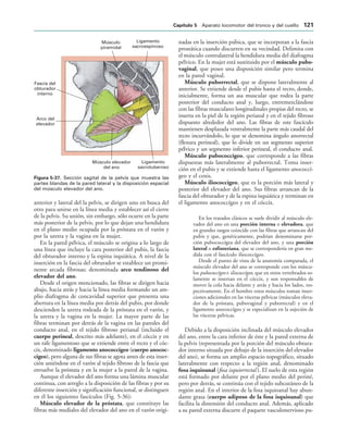 Músculo
piramidal
Ligamento
sacroespinoso
Fascia del
obturador
interno
Arco del
elevador
Músculo elevador
del ano
Ligamento
sacrotuberoso
IGURA   Sección sagital de la pelvis que muestra las
partes blandas de la pared lateral y la disposición espacial
del músculo elevador del ano.
anterior y lateral del la pelvis, se dirigen uno en busca del
otro para unirse en la línea media y establecer así el cierre
de la pelvis. Su unión, sin embargo, sólo ocurre en la parte
más posterior de la pelvis, por lo que dejan una hendidura
en el plano medio ocupada por la próstata en el varón y
por la uretra y la vagina en la mujer.
En la pared pélvica, el músculo se origina a lo largo de
una línea que incluye la cara posterior del pubis, la fascia
del obturador interno y la espina isquiática. A nivel de la
inserción en la fascia del obturador se establece un promi-
nente arcada fibrosas; denominada arco tendinoso del
elevador del ano.
Desde el origen mencionado, las fibras se dirigen hacia
abajo, hacia atrás y hacia la línea media formando un am-
plio diafragma de concavidad superior que presenta una
abertura en la línea media por detrás del pubis, por donde
descienden la uretra rodeada de la próstata en el varón, y
la uretra y la vagina en la mujer. La mayor parte de las
fibras terminan por detrás de la vagina en las paredes del
conducto anal, en el tejido fibroso perianal (incluido el
cuerpo perineal, descrito más adelante), en el cóccix y en
un rafe ligamentoso que se extiende entre el recto y el cóc-
cix, denominado ligamento anococcígeo (cuerpo anococ-
cígeo), pero alguna de sus fibras se agota antes de esta inser-
ción uniéndose en el varón al tejido fibroso de la fascia que
envuelve la próstata y en la mujer a la pared de la vagina.
Aunque el elevador del ano forma una lámina muscular
continua, con arreglo a la disposición de las fibras y por su
diferente inserción y significación funcional, se distinguen
en él los siguientes fascículos (Fig. 5-36):
Músculo elevador de la próstata, que constituye las
fibras más mediales del elevador del ano en el varón origi-
nadas en la inserción púbica, que se incorporan a la fascia
prostática cuando discurren en su vecindad. Delimita con
el músculo contralateral la hendidura media del diafragma
pélvico. En la mujer está sustituido por el músculo pubo-
vaginal, que posee una disposición similar pero termina
en la pared vaginal.
Músculo puborrectal, que se dispone lateralmente al
anterior. Se extiende desde el pubis hasta el recto, donde,
inicialmente, forma un asa muscular que rodea la parte
posterior del conducto anal y, luego, entremezclándose
con las fibras musculares longitudinales propias del recto, se
inserta en la piel de la región perianal y en el tejido fibroso
dispuesto alrededor del ano. Las fibras de este fascículo
mantienen desplazada ventralmente la parte más caudal del
recto incurvándolo, lo que se denomina ángulo anorrectal
(flexura perineal), que lo divide en un segmento superior
pélvico y un segmento inferior perineal, el conducto anal.
Músculo pubococcígeo, que corresponde a las fibras
dispuestas más lateralmente al puborrectal. Toma inser-
ción en el pubis y se extiende hasta el ligamento anococcí-
geo y el coxis.
Músculo iliococcígeo, que es la porción más lateral y
posterior del elevador del ano. Sus fibras arrancan de la
fascia del obturador y de la espina isquiática y terminan en
el ligamento anococcígeo y en el cóccix.
En los tratados clásicos se suele dividir al músculo ele-
vador del ano en una porción interna o elevadora, que
en grandes rasgos coincide con las fibras que arrancan del
pubis y que, genéricamente, podrían denominarse por-
ción pubococcígea del elevador del ano, y una porción
lateral o esfinteriana, que se correspondería en gran me-
dida con el fascículo iliococcígeo.
Desde el punto de vista de la anatomía comparada, el
músculo elevador del ano se corresponde con los múscu-
los pubococcígeo e iliococcígeo, que en otros vertebrados so-
lamente se insertan en el cóccix, y son responsables de
mover la cola hacia delante y atrás y hacia los lados, res-
pectivamente. En el hombre estos músculos toman inser-
ciones adicionales en las vísceras pélvicas (músculos eleva-
dor de la próstata, pubovaginal y puborrectal) y en el
ligamento anococcígeo y se especializan en la sujeción de
las vísceras pélvicas.
Debido a la disposición inclinada del músculo elevador
del ano, entre la cara inferior de éste y la pared externa de
la pelvis (representada por la porción del músculo obtura-
dor interno situada por debajo de la inserción del elevador
del ano), se forma un amplio espacio topográfico, situado
lateralmente con respecto a la región anal, denominado
fosa isquioanal (fosa isquiorrectal ). El suelo de esta región
está formado por delante por el plano medio del periné,
pero por detrás, se continúa con el tejido subcutáneo de la
región anal. En el interior de la fosa isquioanal hay abun-
dante grasa (cuerpo adiposo de la fosa isquioanal) que
facilita la distensión del conducto anal. Además, aplicado
a su pared externa discurre el paquete vasculonervioso pu-
#APÓTULO  Aparato locomotor del tronco y del cuello 
 