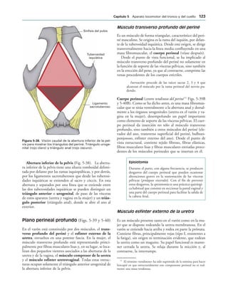 Sínfisis del pubis
Tuberosidad
isquiática
Ligamento
sacrotuberoso
IGURA   Visión caudal de la abertura inferior de la pel-
vis para mostrar los triangulos del periné. Triángulo uroge-
nital (rojo claro) y triángulo anal (rojo oscuro).
Abertura inferior de la pelvis (Fig. 5-38). La abertu-
ra inferior de la pelvis tiene una silueta romboidal delimi-
tada por delante por las ramas isquiopúbicas, y por detrás,
por los ligamentos sacrotuberosos que desde las tuberosi-
dades isquiáticas se extienden al sacro y cóccix. En esta
abertura y separados por una línea que se extiende entre
las dos tuberosidades isquiáticas se pueden distinguir un
triángulo anterior o urogenital, de paso de las vísceras
de estos aparatos (uretra y vagina en la mujer) y un trián-
gulo posterior (triángulo anal), donde se abre el ano al
exterior.
Plano perineal profundo (Figs. 5-39 y 5-40)
En el varón está constituido por dos músculos, el trans-
verso profundo del periné y el esfínter externo de la
uretra, envueltos en una potente fascia. En la mujer, el
músculo transverso profundo está representando princi-
palmente por fibras musculares lisas y, en su lugar, se loca-
lizan dos pequeños vientres asociados a las aberturas de la
uretra y de la vagina, el músculo compresor de la uretra
y el músculo esfínter uretrovaginal. Todas estas estruc-
turas ocupan solamente el triángulo anterior urogenital de
la abertura inferior de la pelvis.
Músculo transverso profundo del periné
Es un músculo de forma triangular, característico del peri-
né masculino. Se origina es la rama del isquión, por delan-
te de la tuberosidad isquiática. Desde este origen, se dirige
transversalmente hacia la línea media confluyendo en una
masa fibromuscular, el cuerpo perineal (véase después).
Desde el punto de vista funcional, se ha implicado al
músculo transverso profundo del periné no solamente en
la función de soporte de las vísceras pélvicas, sino también
en la erección del pene, ya que al contraerse, comprime las
venas procedentes de los cuerpos eréctiles.
Inervación: procede de las raíces sacras 2, 3 y 4 que
alcanzan el músculo por la rama perineal del nervio pu-
dendo.
Cuerpo perineal (centro tendinoso del periné 11
Figs. 5-39B
y 5-40B). Como se ha dicho antes, es una masa fibromus-
cular que se sitúa ventralmente a la abertura anal y dorsal-
mente a los órganos urogenitales (uretra en el varón y va-
gina en la mujer), desempeñando un papel importante
como elemento de soporte de las vísceras pélvicas. El cuer-
po perineal da inserción no sólo al músculo transverso
profundo, sino también a otros músculos del periné (ele-
vador del ano, transverso superficial del periné, bulboes-
ponjososo, esfínter externo del ano). Desde el punto de
vista estructural, contiene tejido fibroso, fibras elásticas,
fibras musculares lisas y fibras musculares estriadas proce-
dentes de los músculos perineales que se insertan en él.
Episiotomía
Durante el parto, con alguna frecuencia, se producen
desgarros del cuerpo perineal que pueden ocasionar
alteraciones graves en la sustentación de las vísceras
pélvicas (prolapsos viscerales). Con el fín de prevenir
estos desgarros, la episiotomía es una práctica quirúrgi-
ca habitual que consiste en seccionar la pared vaginal y
una parte del cuerpo perineal para facilitar la salida de
la cabeza fetal.
Músculo esfínter externo de la uretra
Es un músculo presente tanto en el varón como en la mu-
jer que se dispone rodeando la uretra membranosa. En el
varón se extiende hacia arriba y rodea en parte la próstata.
Contiene fibras, principalmente rojas (tipo I, resistentes a
la fatiga), sin origen ni terminación evidente, que rodean
la uretra como un maguito. Su papel funcional es mante-
ner cerrada la uretra. Se relaja durante la micción y, al
contraerse, la interrumpe.
11
El término «tendinoso» ha sido suprimido de la nómina para hacer
hincapié en que estructuralmente este componente perineal no es real-
mente una masa tendinosa.
#APÓTULO  Aparato locomotor del tronco y del cuello 
 