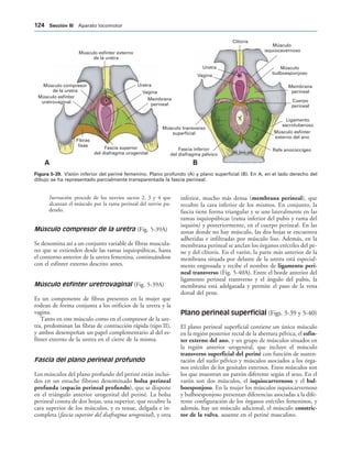 Músculo esfínter externo
de la uretra
Uretra
Vagina
Membrana
perineal
Músculo compresor
de la uretra
Músculo esfínter
uretrovaginal
Fibras
lisas
Fascia superior
del diafragma urogenital
Clítoris
Músculo
isquiocavernoso
Músculo
bulboesponjoso
Membrana
perineal
Cuerpo
perineal
Ligamento
sacrotuberoso
Músculo esfínter
externo del ano
Rafe anococcígeo
Fascia inferior
del diafragma pélvico
Músculo transverso
superficial
Vagina
Uretra
! 
IGURA   Visión inferior del periné femenino. Plano profundo (A) y plano superficial (B). En A, en el lado derecho del
dibujo se ha representado parcialmente transparentada la fascia perineal.
Inervación: procede de los nervios sacros 2, 3 y 4 que
alcanzan el músculo por la rama perineal del nervio pu-
dendo.
Músculo compresor de la uretra (Fig. 5-39A)
Se denomina así a un conjunto variable de fibras muscula-
res que se extienden desde las ramas isquiopúbicas, hasta
el contorno anterior de la uretra femenina, continuándose
con el esfínter externo descrito antes.
Músculo esfínter uretrovaginal (Fig. 5-39A)
Es un componente de fibras presentes en la mujer que
rodean de forma conjunta a los orificios de la uretra y la
vagina.
Tanto en este músculo como en el compresor de la ure-
tra, predominan las fibras de contracción rápida (tipo II),
y ambos desempeñan un papel complementario al del es-
fínter externo de la uretra en el cierre de la misma.
Fascia del plano perineal profundo
Los músculos del plano profundo del periné están inclui-
dos en un estuche fibroso denominado bolsa perineal
profunda (espacio perineal profundo), que se dispone
en el triángulo anterior urogenital del periné. La bolsa
perineal consta de dos hojas, una superior, que recubre la
cara superior de los músculos, y es tenue, delgada e in-
completa (fascia superior del diafragma urogenital), y otra
inferior, mucho más densa (membrana perineal), que
recubre la cara inferior de los mismos. En conjunto, la
fascia tiene forma triangular y se une lateralmente en las
ramas isquiopúbicas (rama inferior del pubis y rama del
isquión) y posteriormente, en el cuerpo perineal. En las
zonas donde no hay músculo, las dos hojas se encuentra
adheridas e infiltradas por músculo liso. Además, en la
membrana perineal se anclan los órganos eréctiles del pe-
ne y del clítoris. En el varón, la parte más anterior de la
membrana situada por delante de la uretra está especial-
mente engrosada y recibe el nombre de ligamento peri-
neal transverso (Fig. 5-40A). Entre el borde anterior del
ligamento perineal transverso y el ángulo del pubis, la
membrana está adelgazada y permite el paso de la vena
dorsal del pene.
Plano perineal superficial (Figs. 5-39 y 5-40)
El plano perineal superficial contiene un único músculo
en la región posterior rectal de la abertura pélvica, el esfín-
ter externo del ano, y un grupo de músculos situados en
la región anterior urogenital, que incluye el músculo
transverso superficial del periné con función de susten-
tación del suelo pélvico y músculos asociados a los órga-
nos eréctiles de los genitales externos. Estos músculos son
los que muestran un patrón diferente según el sexo. En el
varón son dos músculos, el isquiocarvernoso y el bul-
boesponjoso. En la mujer los músculos isquiocarvernoso
y bulboesponjoso presentan diferencias asociadas a la dife-
rente configuración de los órganos eréctiles femeninos, y
además, hay un músculo adicional, el músculo constric-
tor de la vulva, ausente en el periné masculino.
 3ECCIØN ))) Aparato locomotor
 